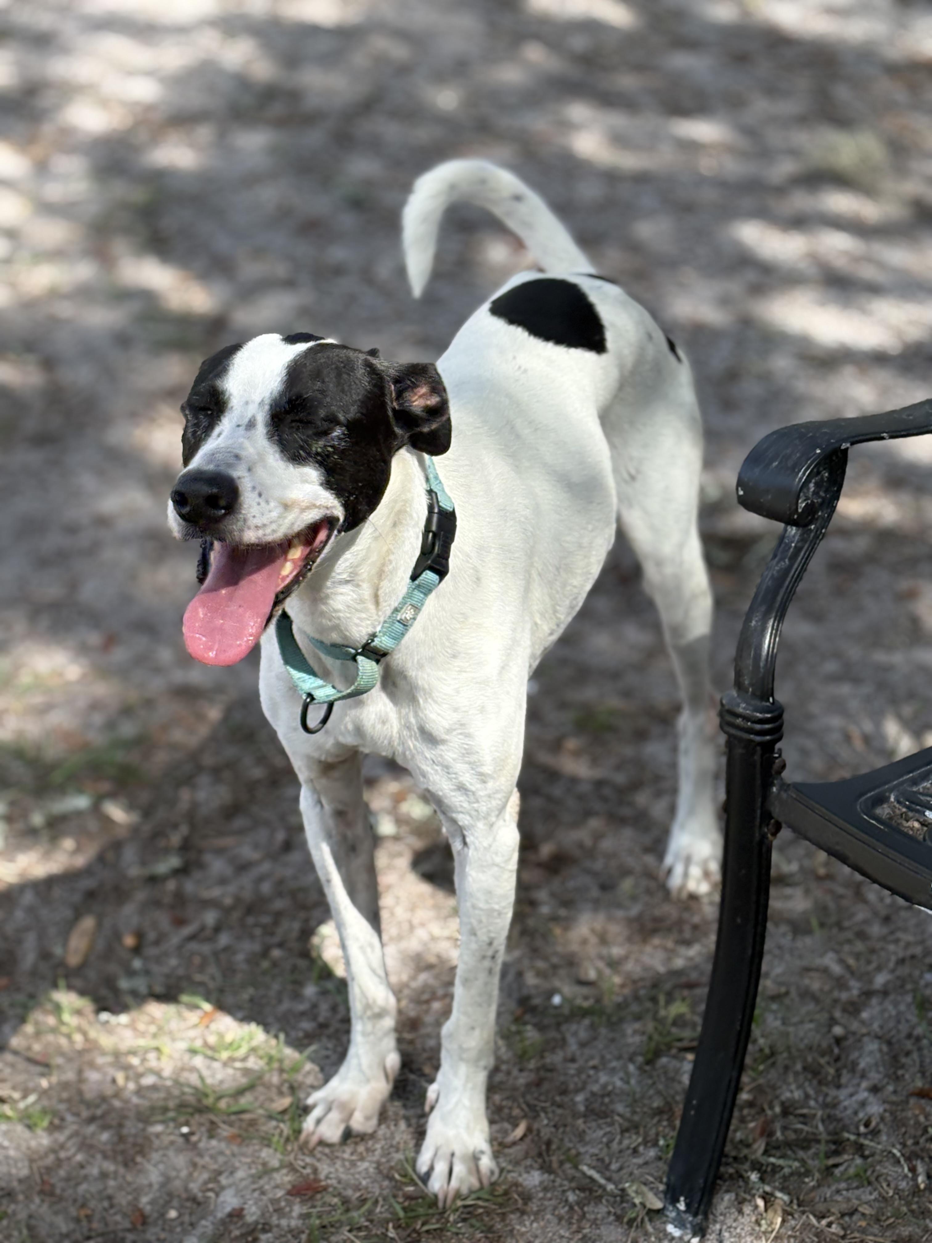 Enlarge CHASE!!!!  42 lbs! FANTASTIC boy!!!!!, a Adoptable mixed breed in Cantonment, FL image 5/6