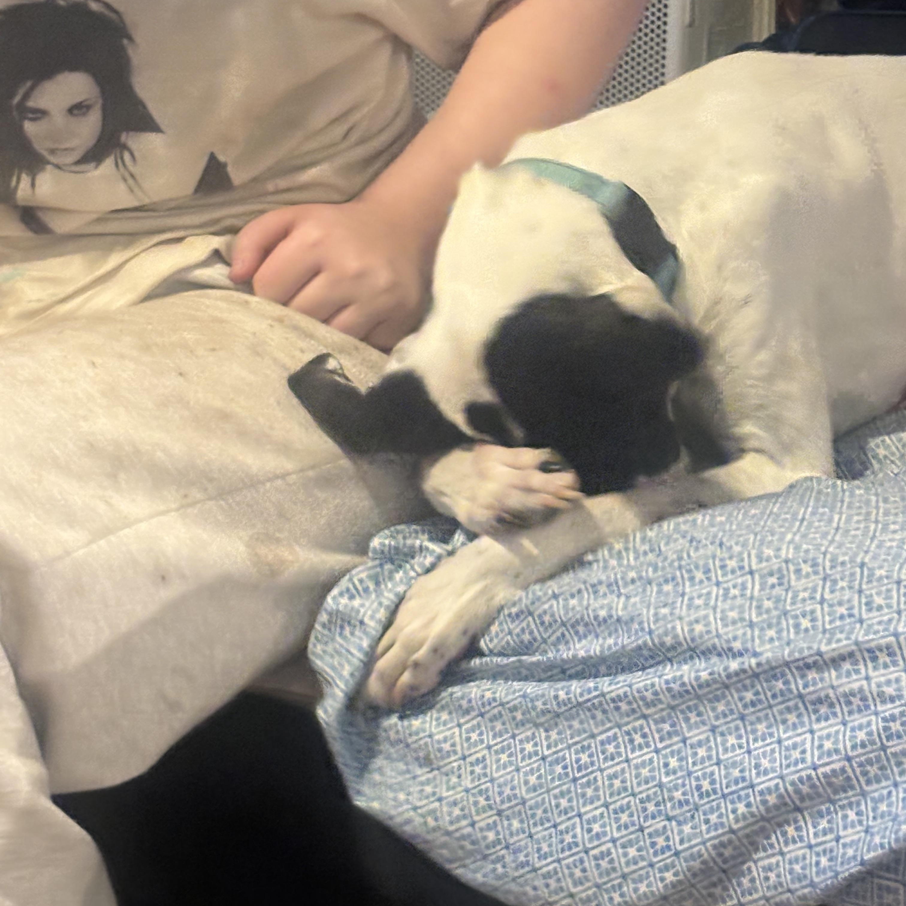 Enlarge CHASE!!!!  42 lbs! FANTASTIC boy!!!!!, a Adoptable mixed breed in Cantonment, FL image 2/6