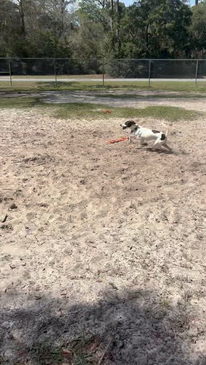 Enlarge CHASE!!!!  42 lbs! FANTASTIC boy!!!!!, a Adoptable mixed breed in Cantonment, FL video 6/6