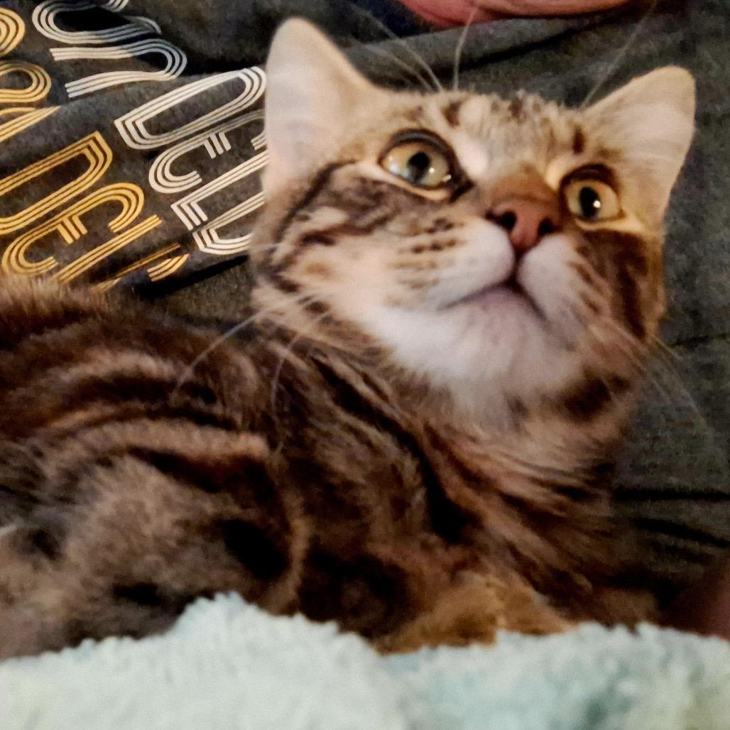 Georgie — thumbnail 2