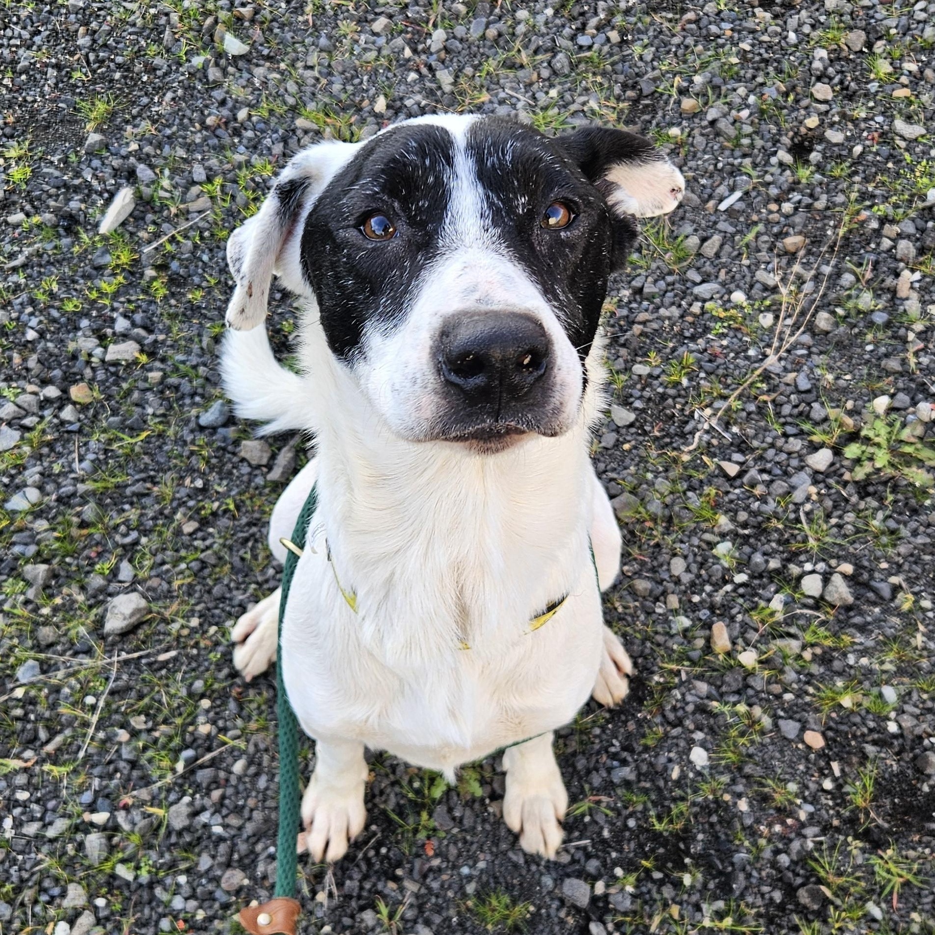 Enlarge Snoopy, a ADOPTABLE mixed breed in The Dalles, OR image 2/5