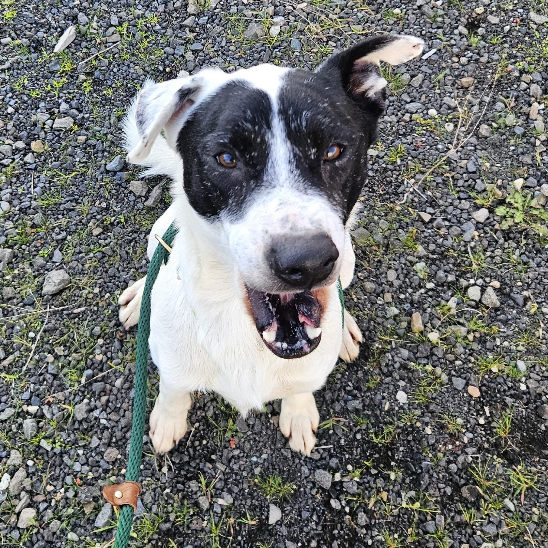 Enlarge Snoopy, a ADOPTABLE mixed breed in The Dalles, OR image 3/5