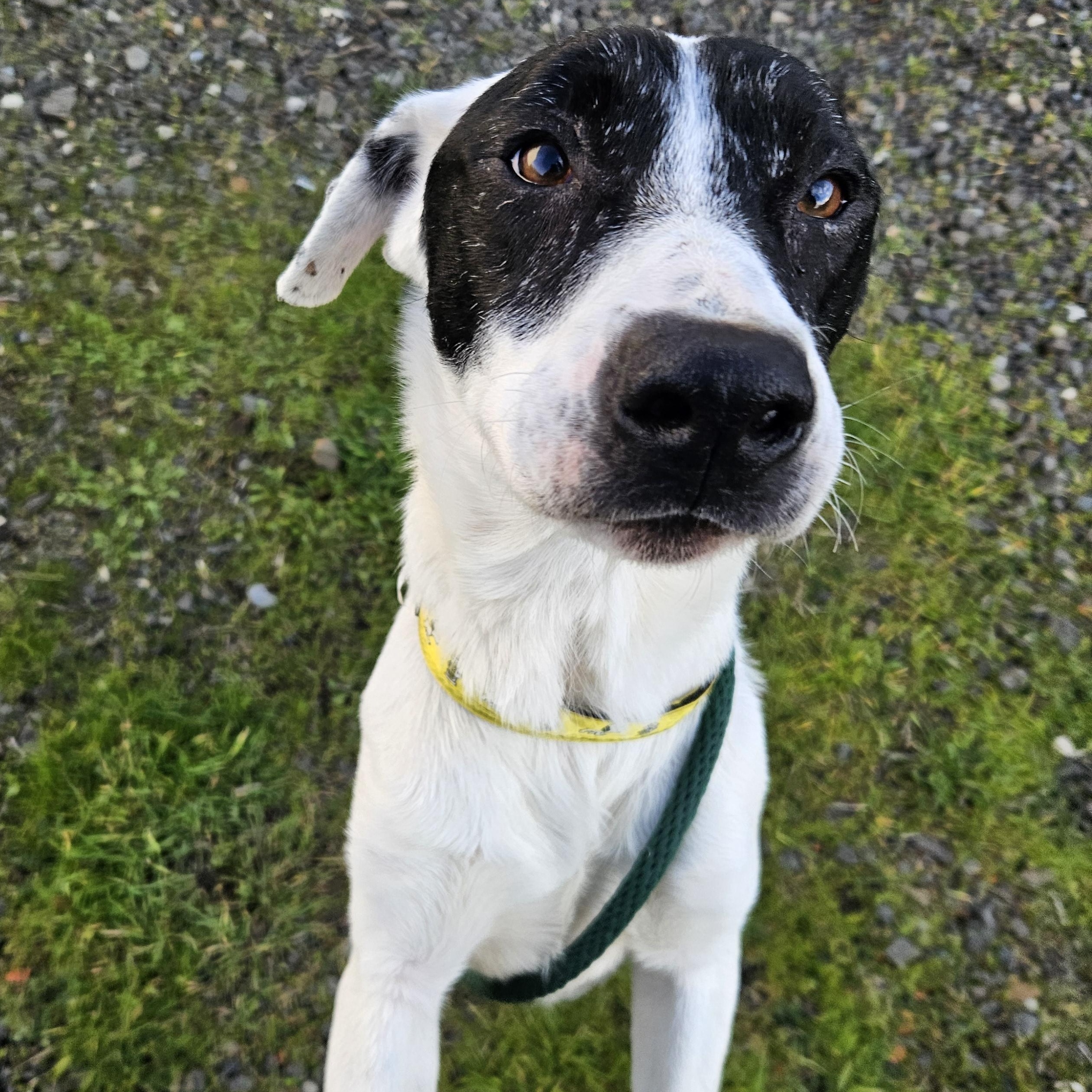 Snoopy, ADOPTABLE, Adult Male Cattle Dog & Alaskan Malamute.