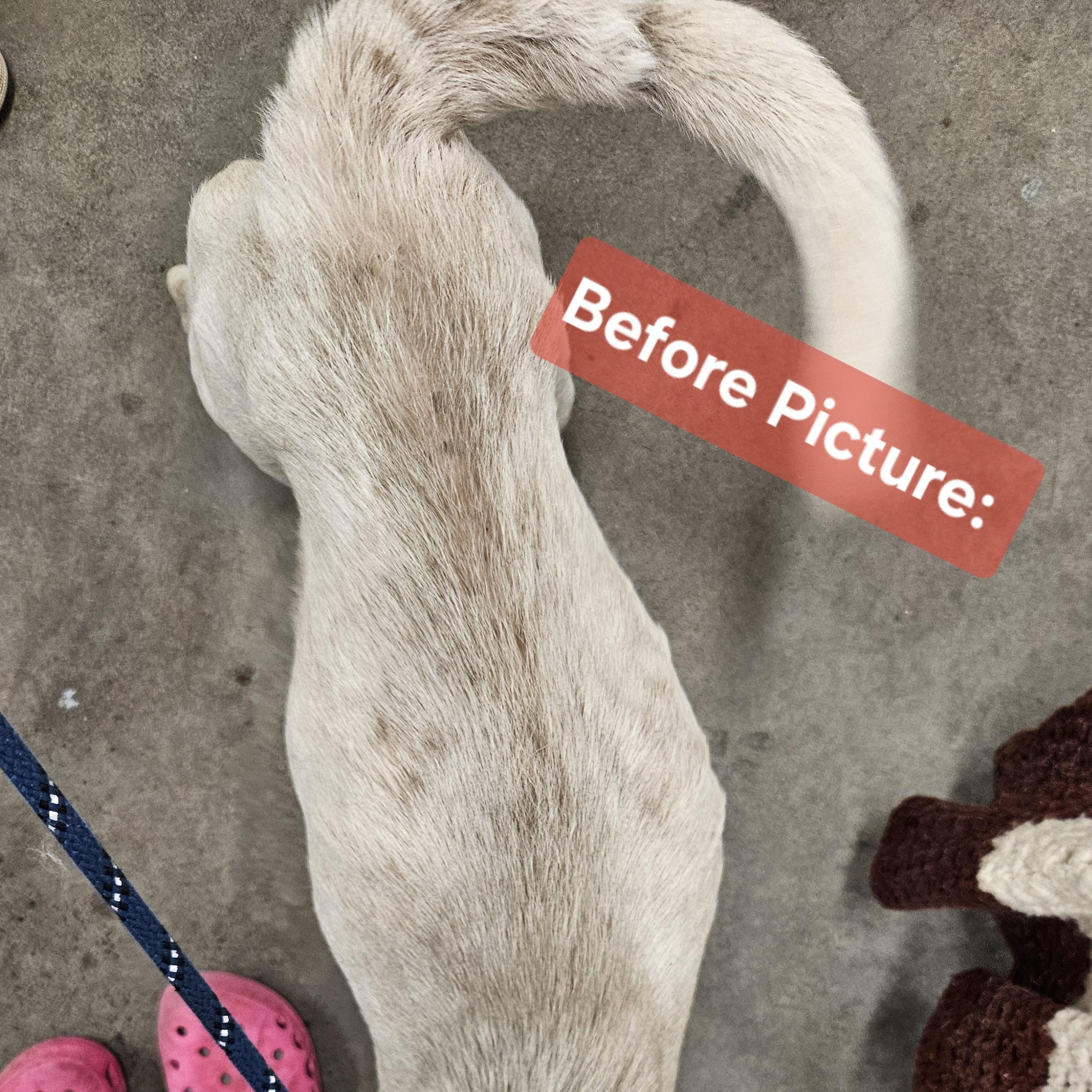 Enlarge Snoopy, a ADOPTABLE mixed breed in The Dalles, OR image 4/5