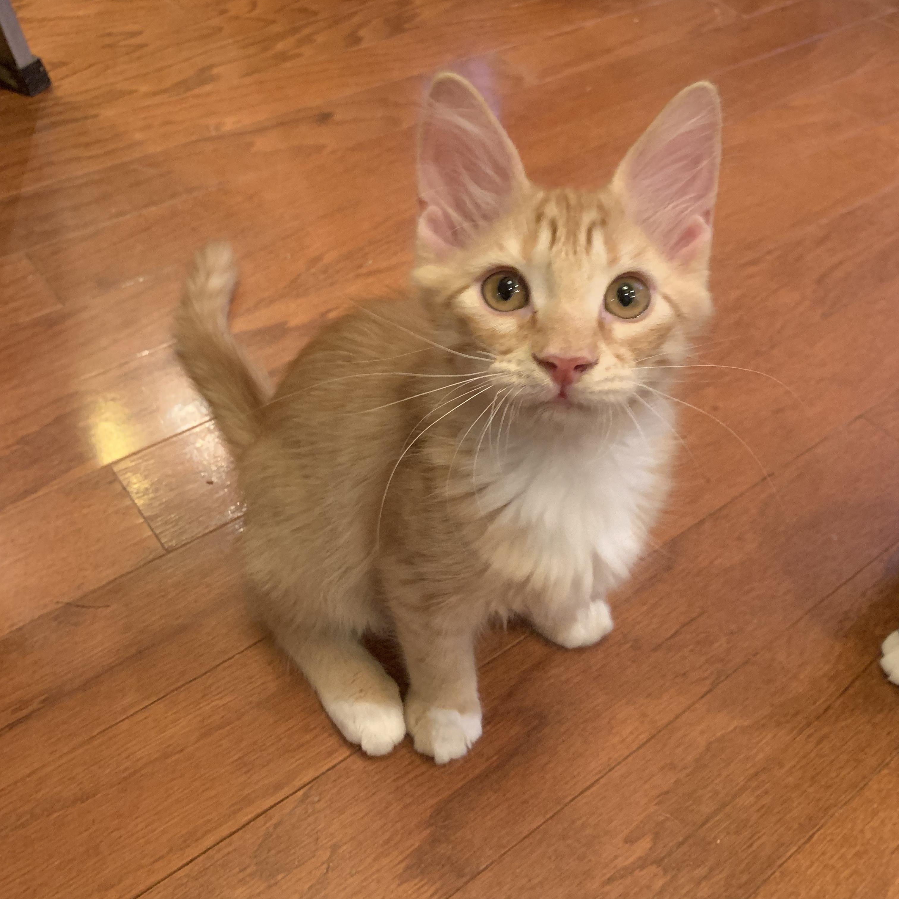 Axl Rose, Adopted, Kitten Male Domestic Medium Hair.