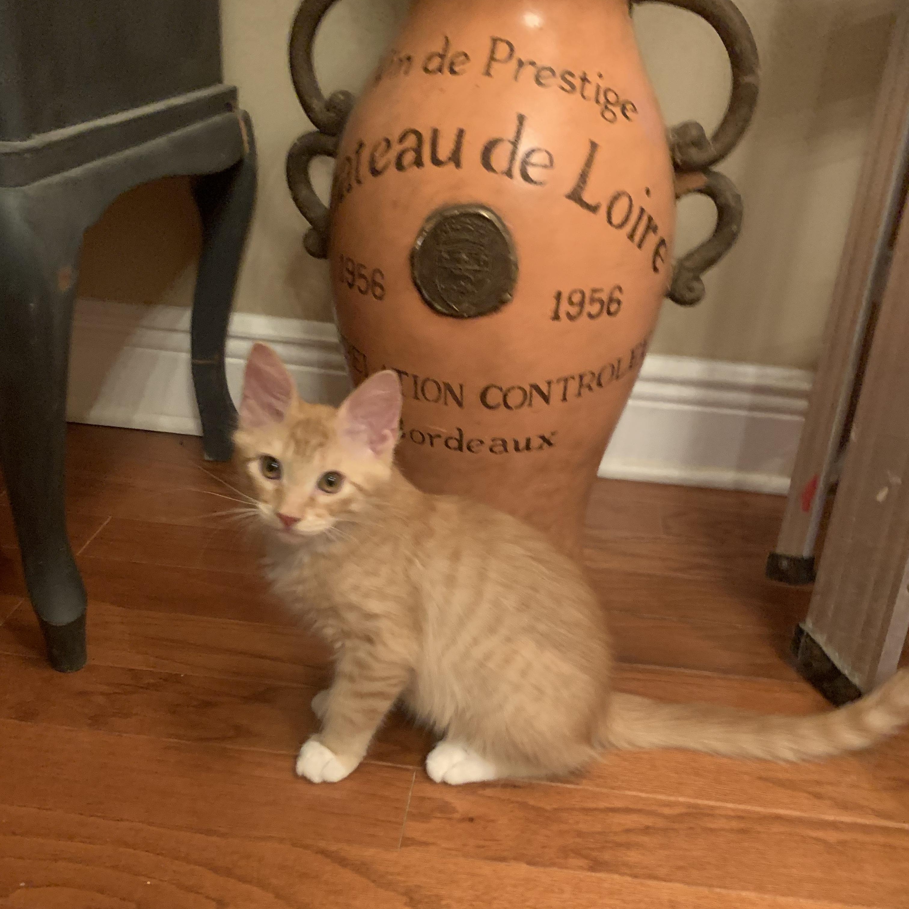 Enlarge Axl Rose, a Adopted mixed breed in Rockland, MA image 3/6