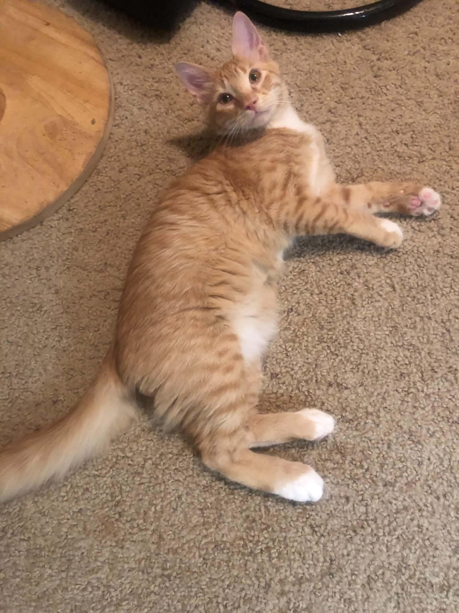 Enlarge Axl Rose, a Adopted mixed breed in Rockland, MA image 6/6