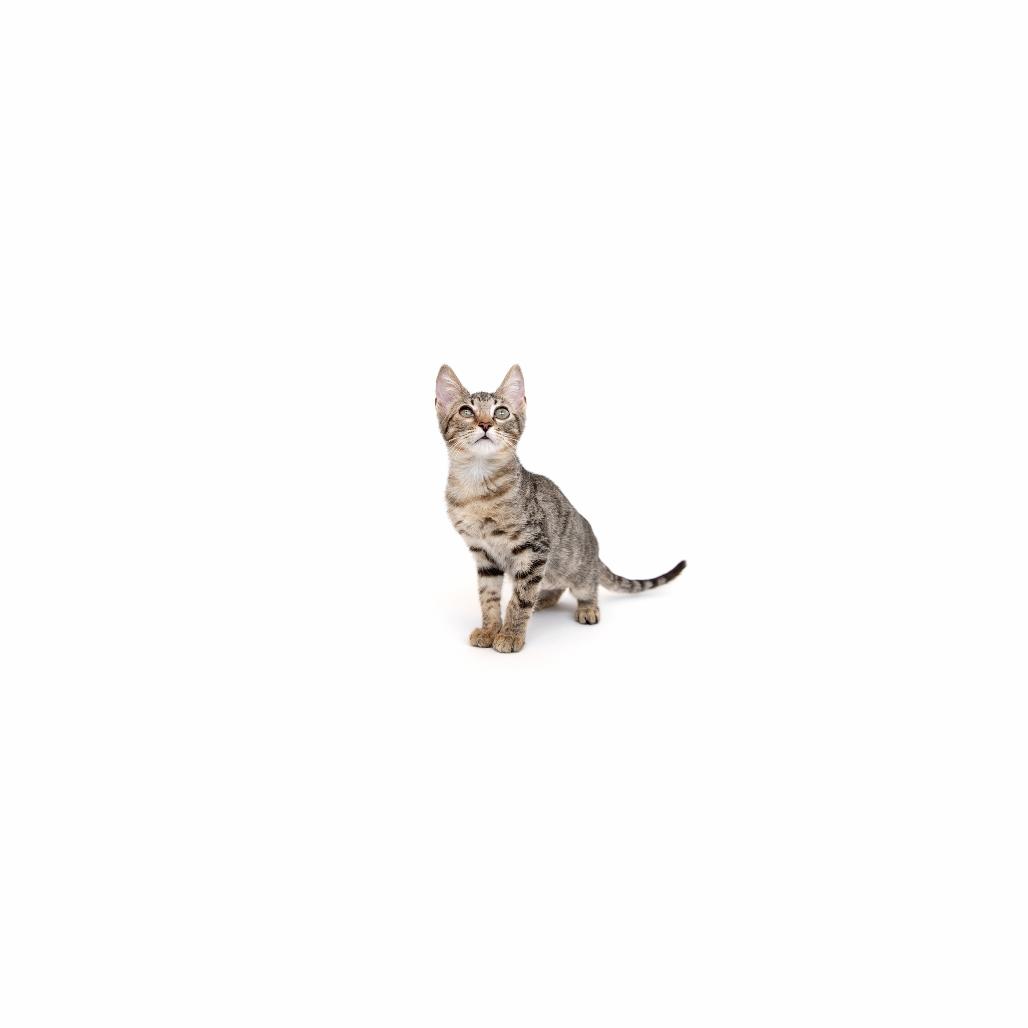 Enlarge Pelican, a Adoptable Domestic Short Hair in Playa Vista, CA image 1/1