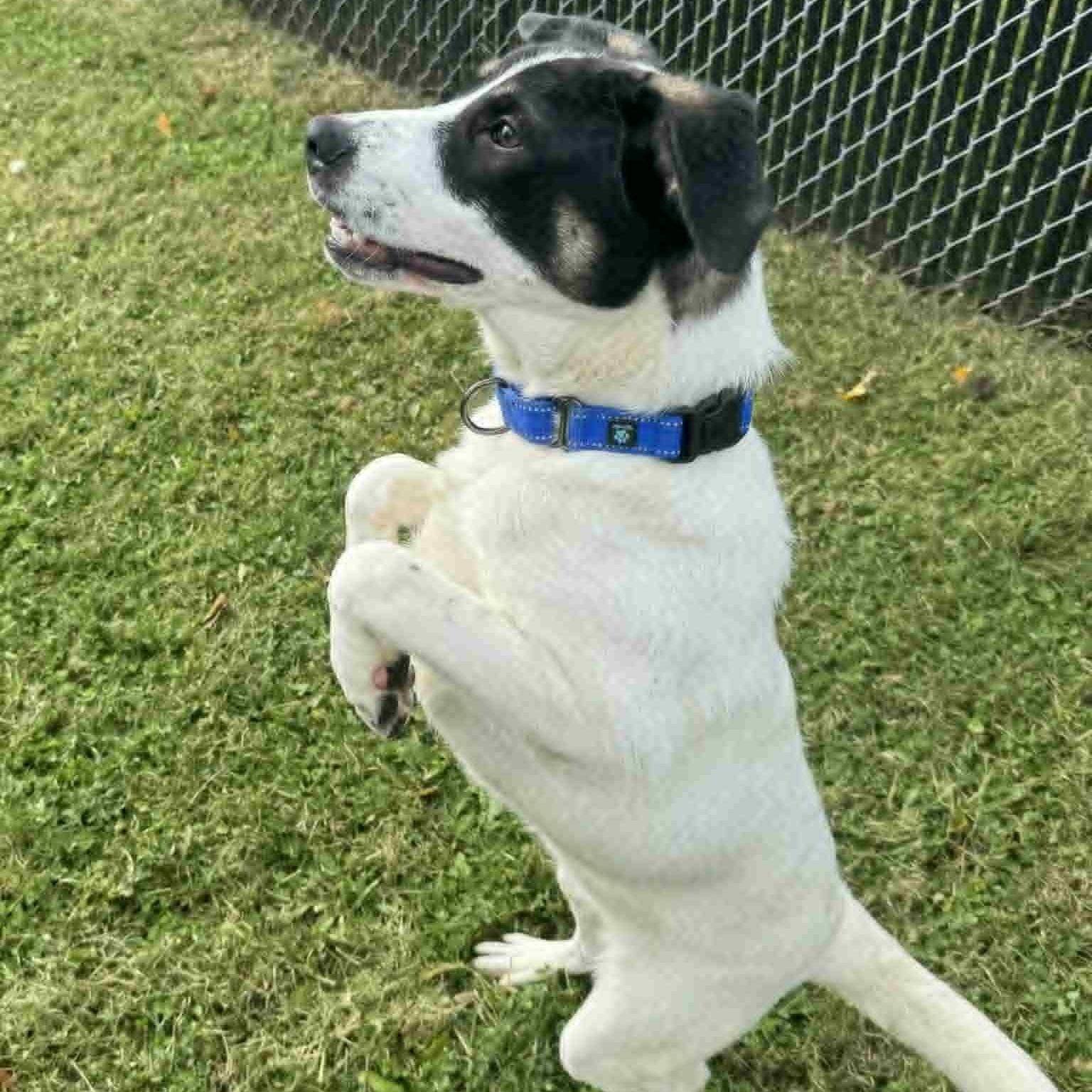 Enlarge Jack, a Adoptable mixed breed in Danbury, CT image 3/5