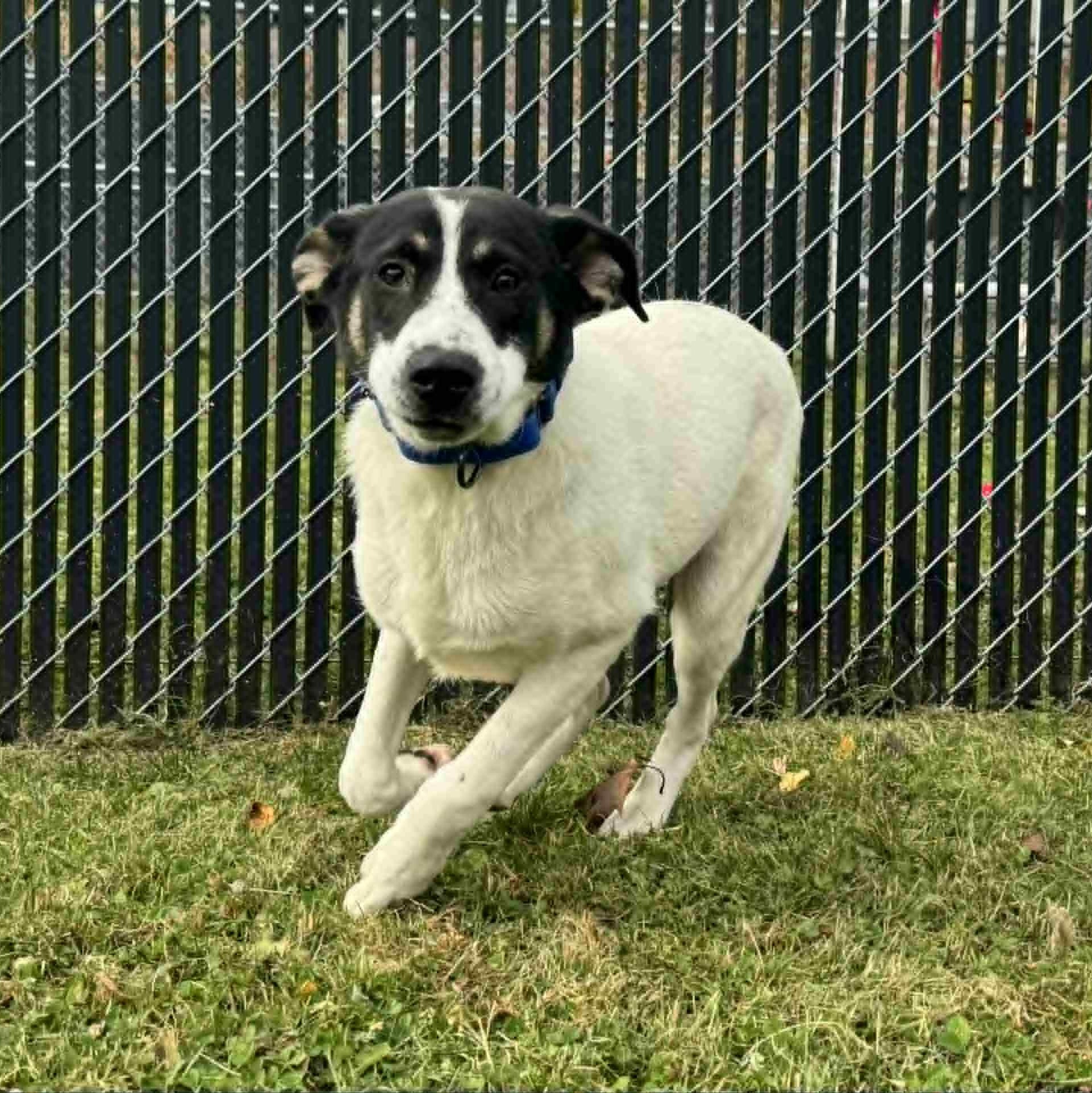 Enlarge Jack, a Adoptable mixed breed in Danbury, CT image 5/5