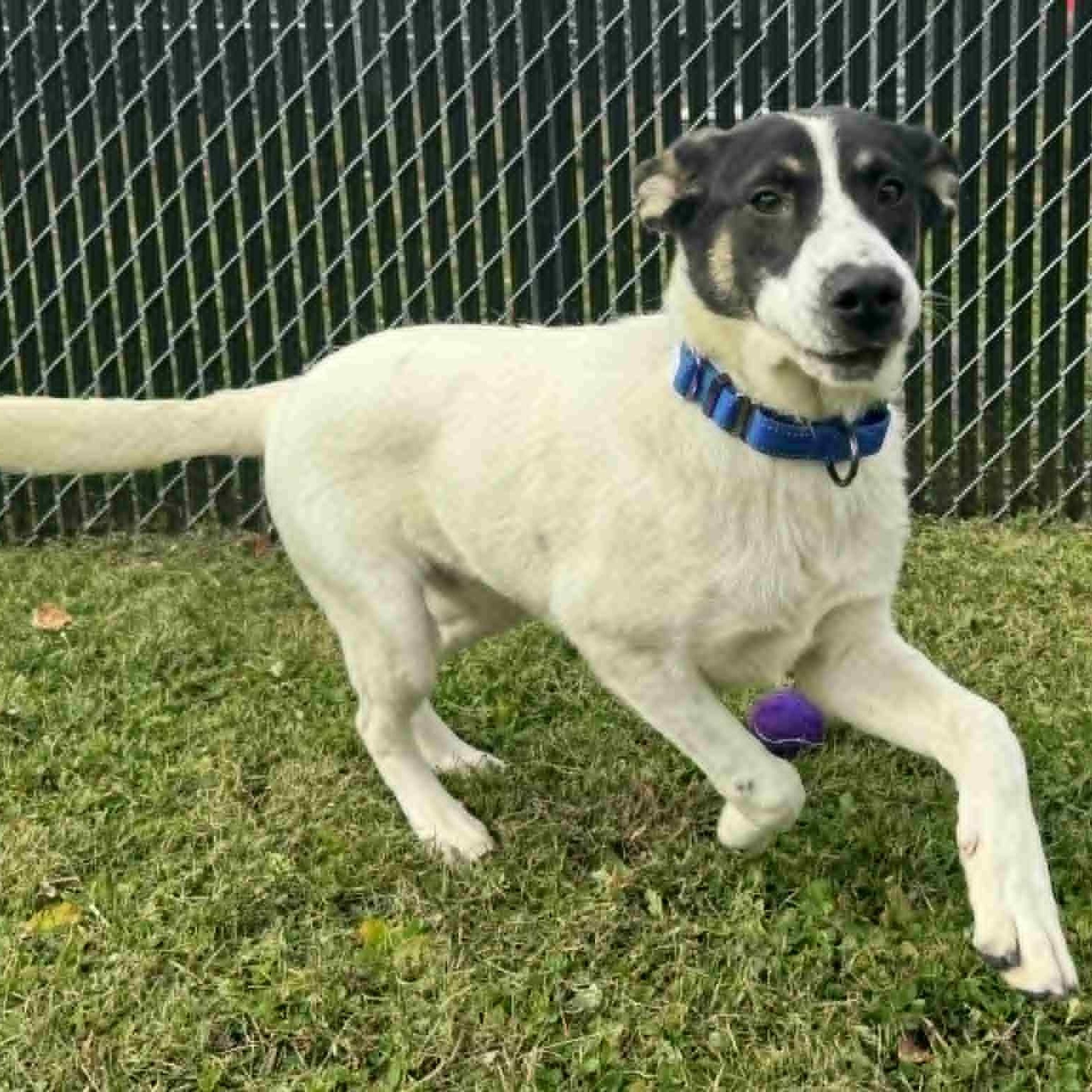 Enlarge Jack, a Adoptable mixed breed in Danbury, CT image 2/5