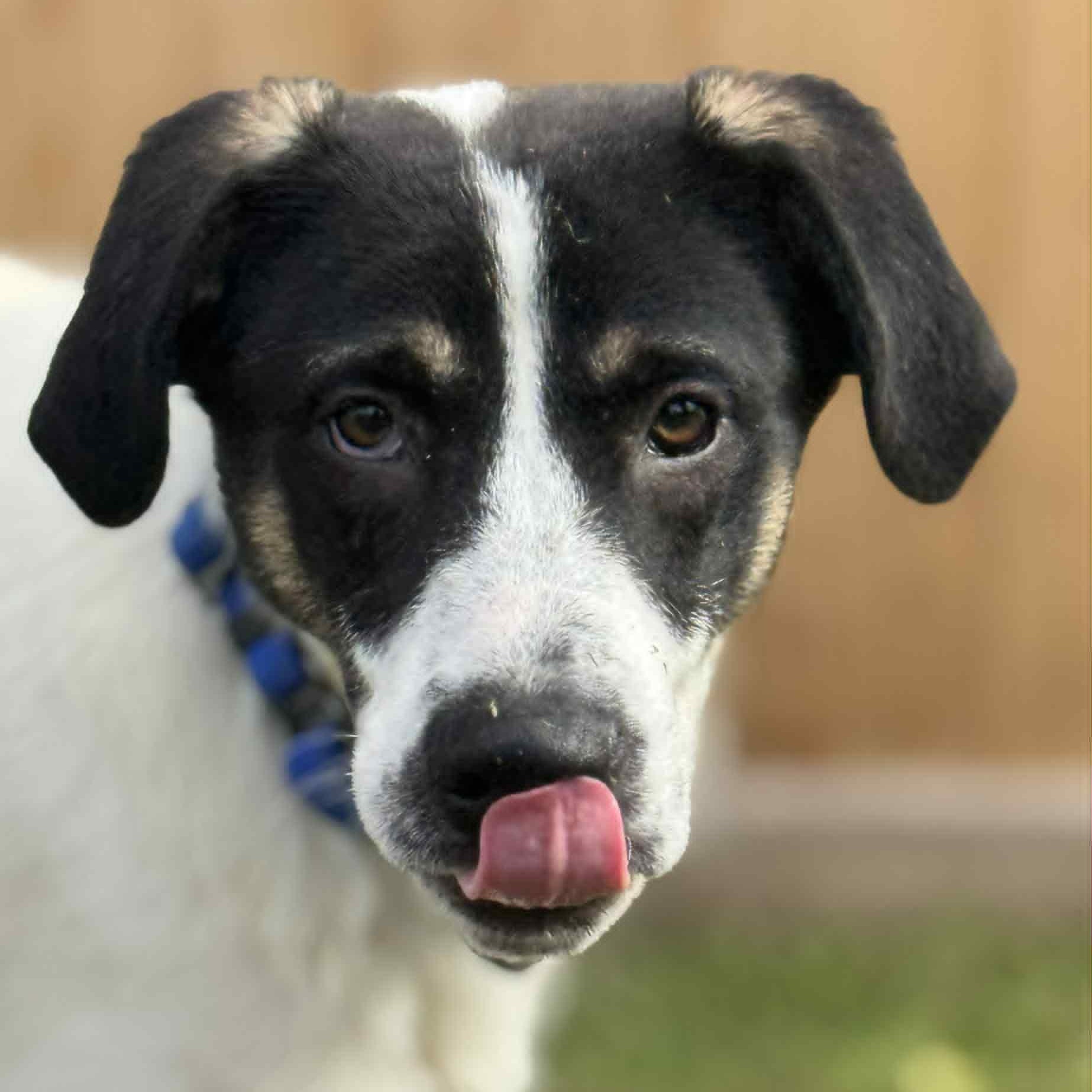 Jack, Adoptable, Puppy Male Labrador Retriever.