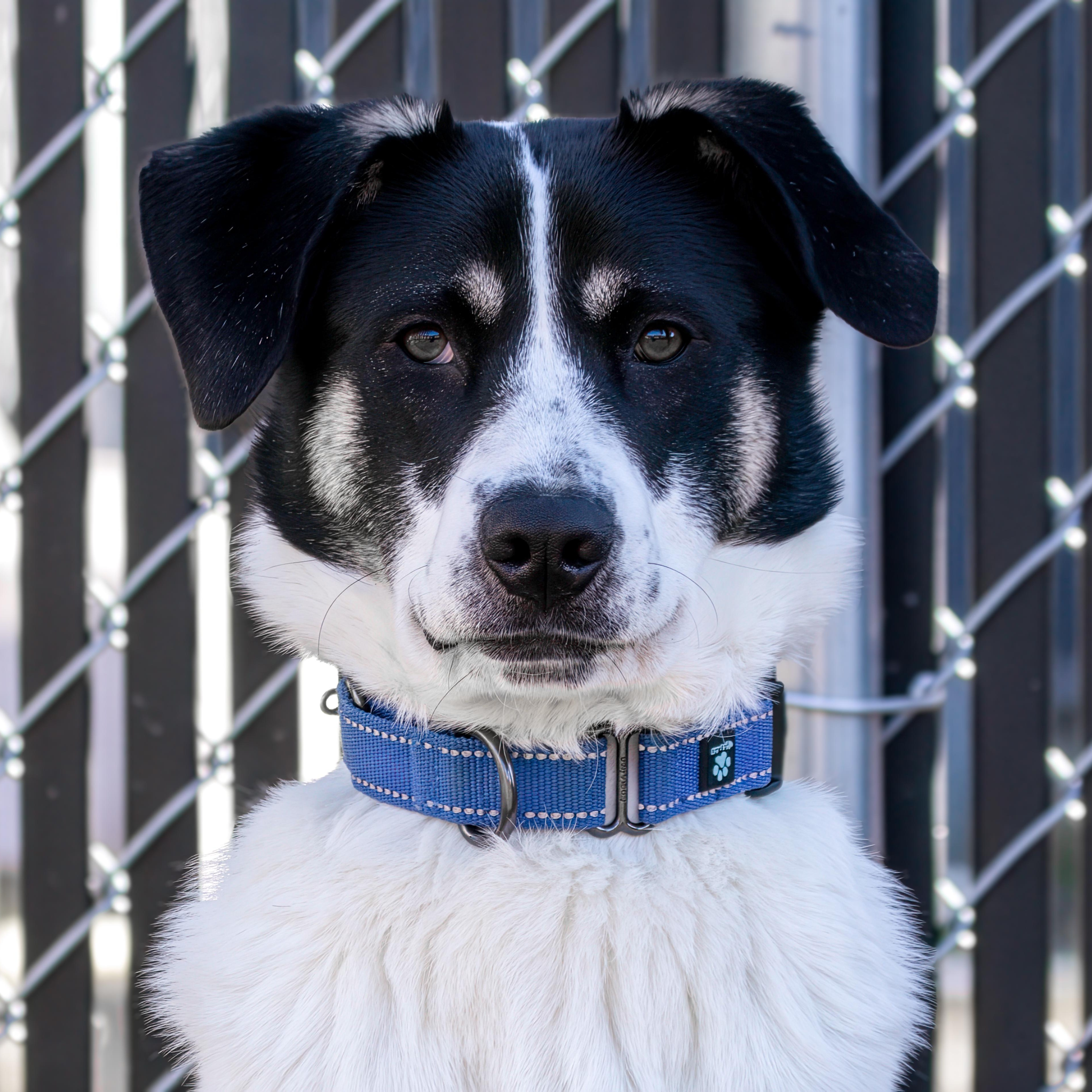 Enlarge Dog of the Month!, an adopted mixed breed in Danbury, CT image 1/4