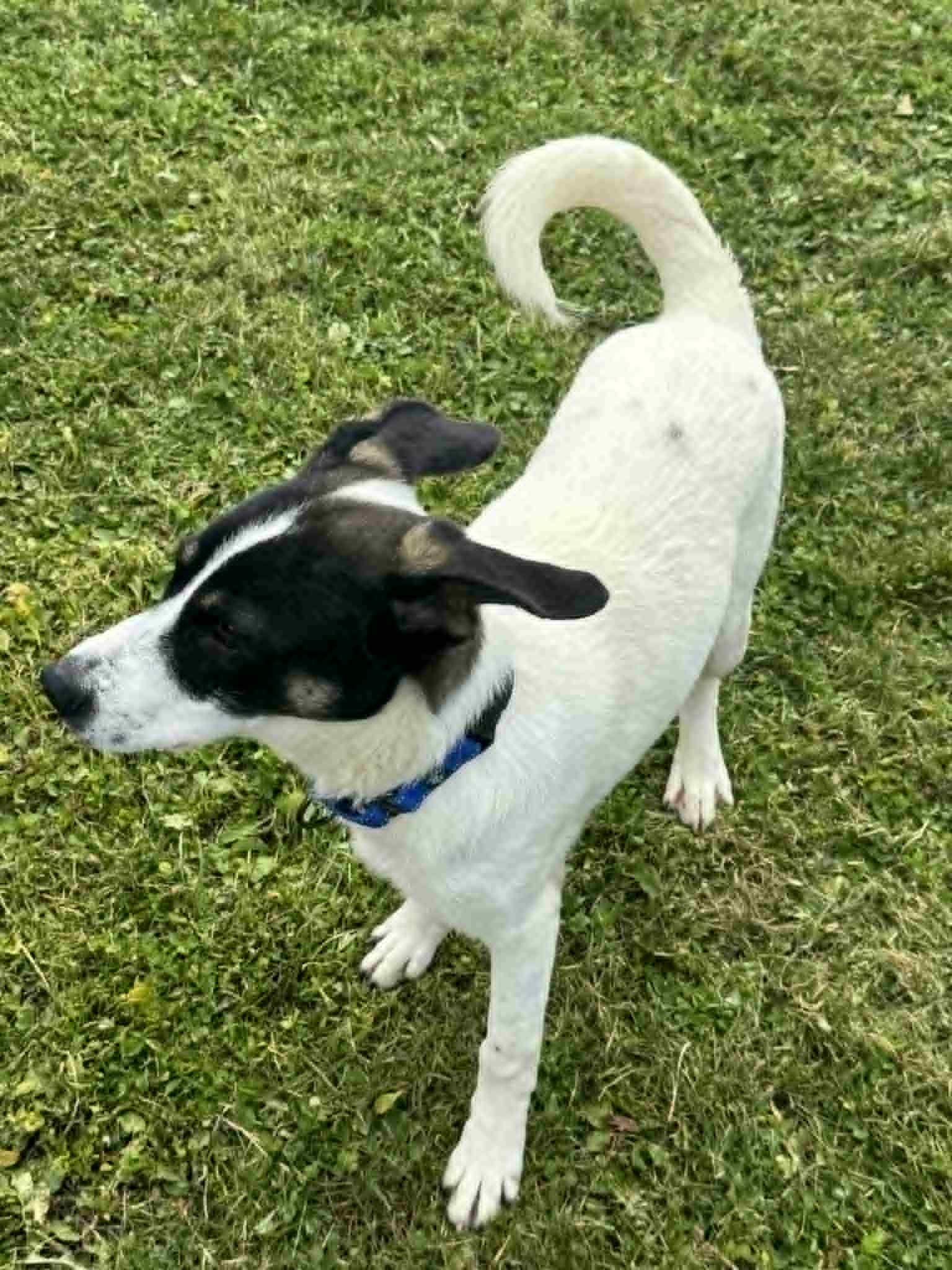 Enlarge Jack, a Adoptable mixed breed in Danbury, CT image 4/5