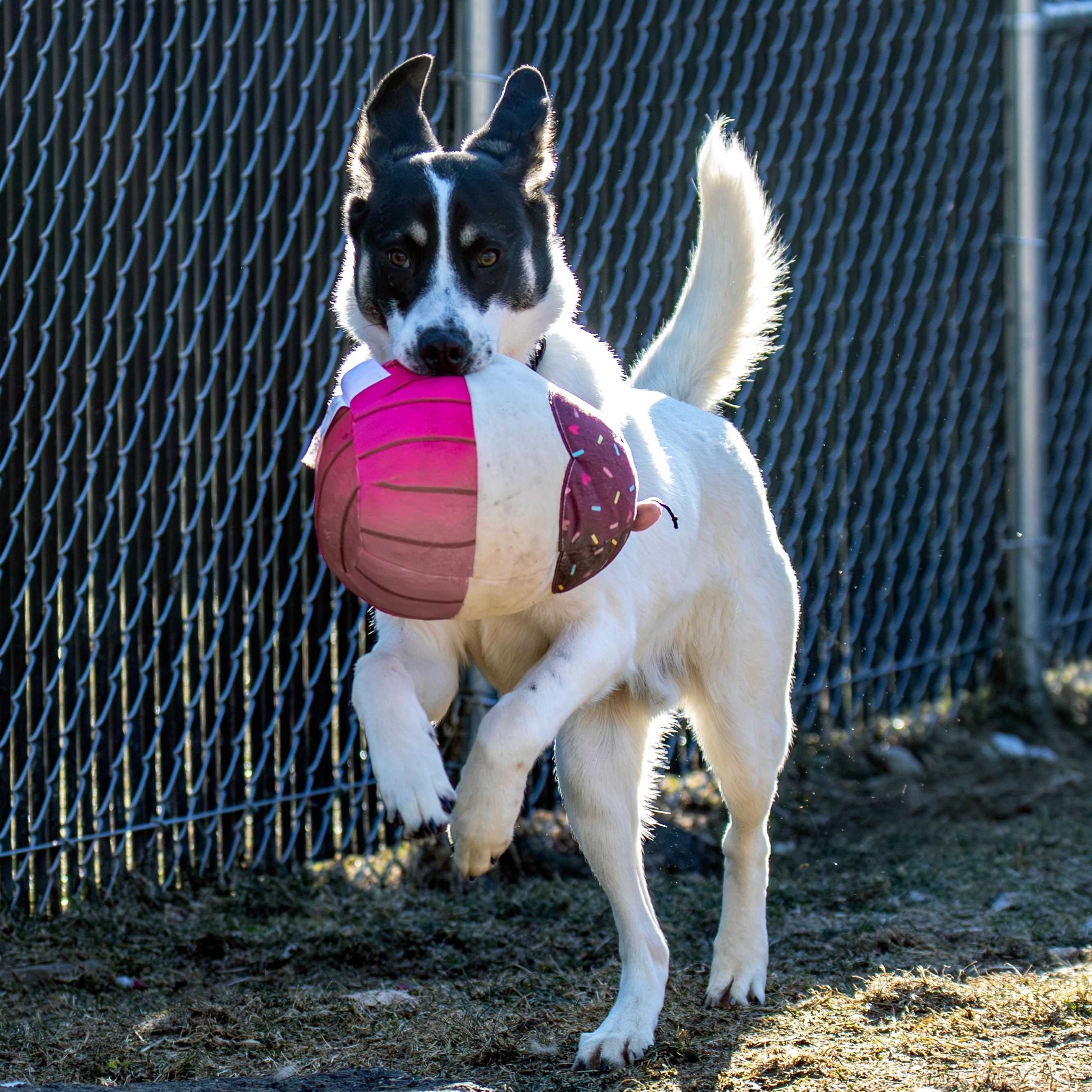 Enlarge Dog of the Month!, an adopted mixed breed in Danbury, CT image 2/4