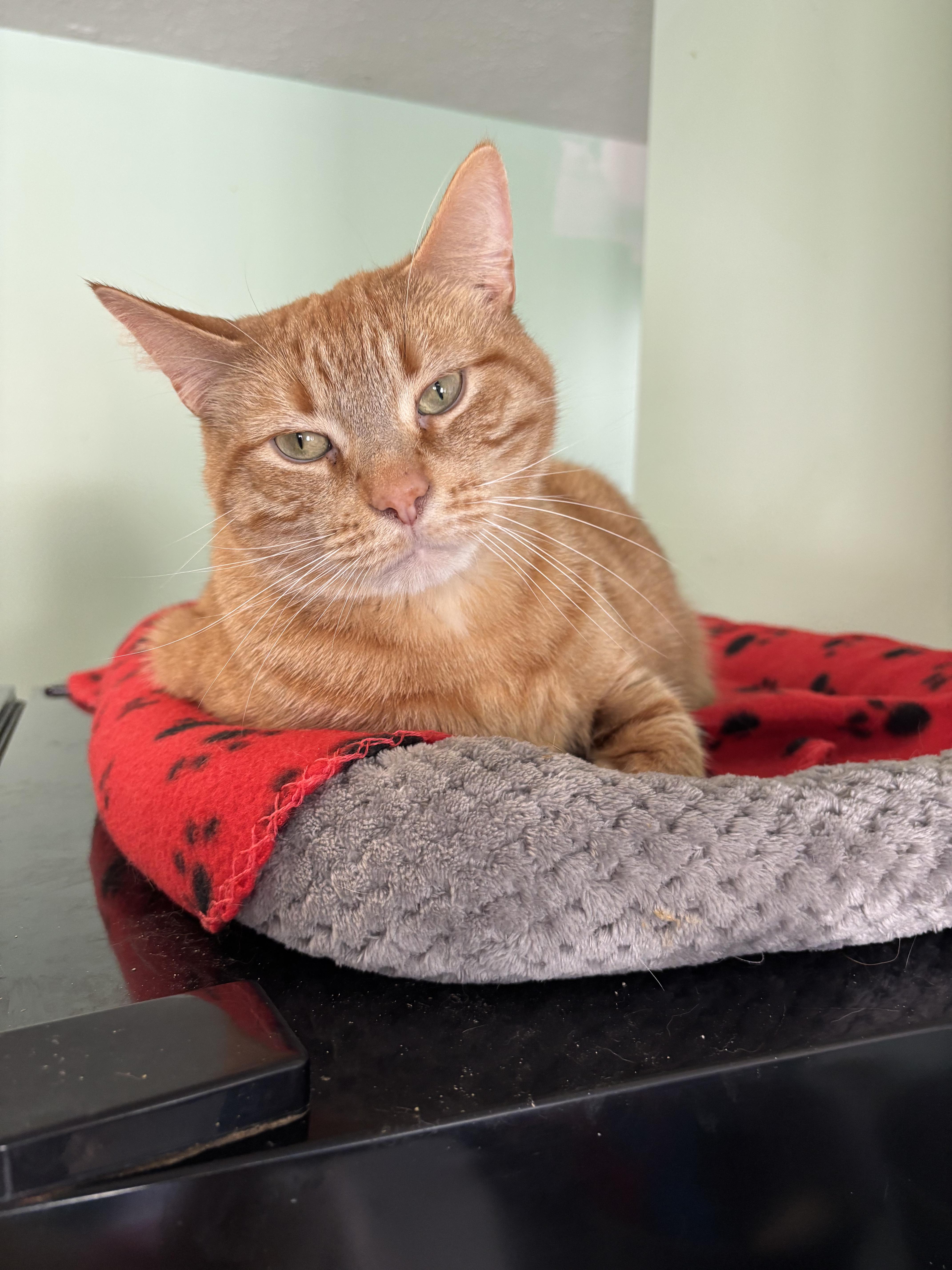 Manny, ADOPTABLE, Adult Male Domestic Short Hair.