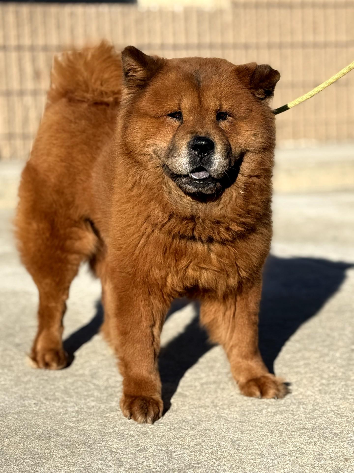 Nala, ADOPTABLE, Adult Female Chow Chow.