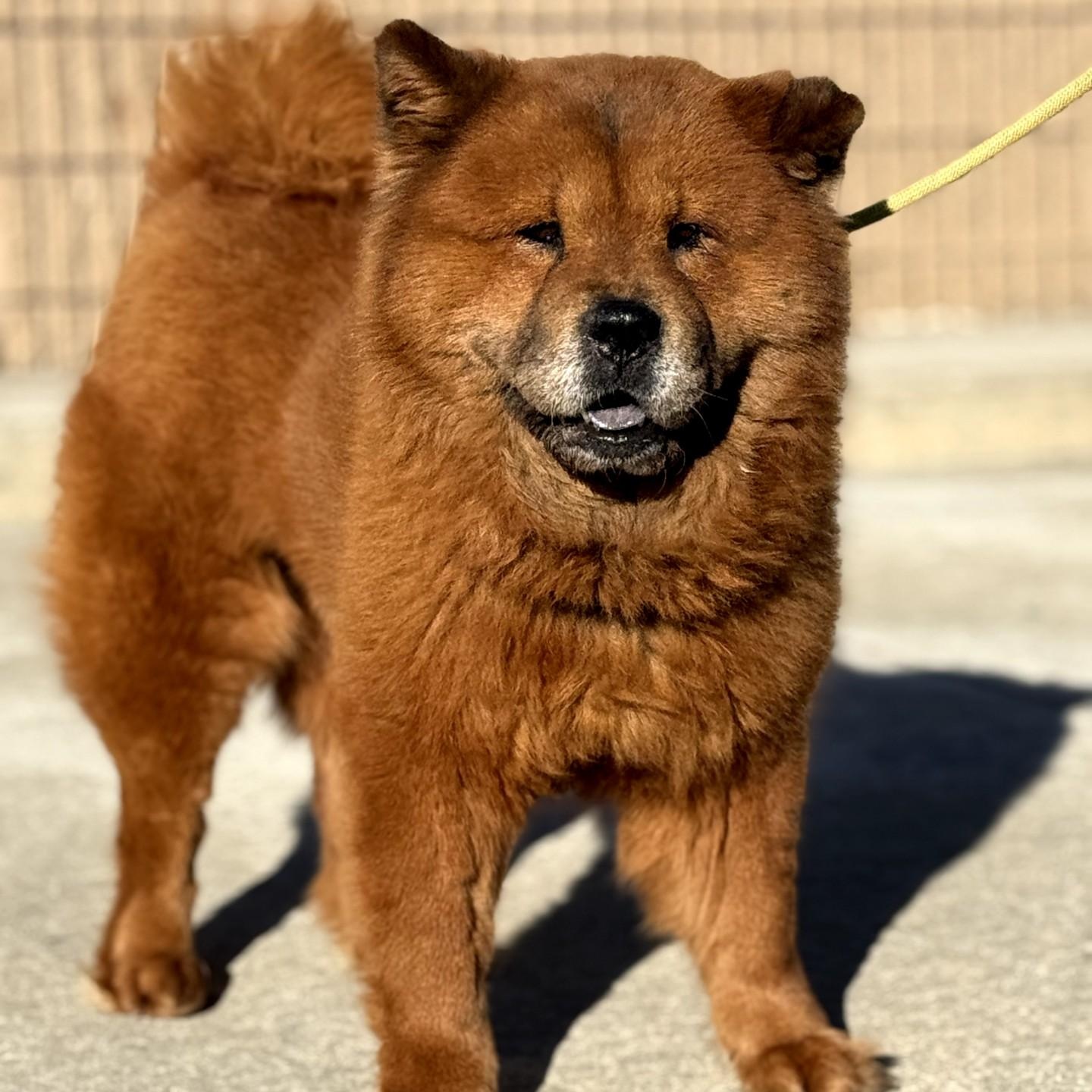 Enlarge Nala, a ADOPTABLE Chow Chow in Blue Springs, MO image 1/1