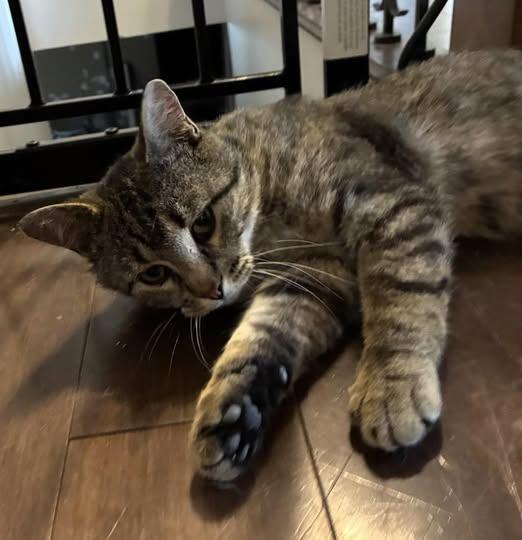 Enlarge Bouriquet, a ADOPTABLE Domestic Short Hair in Sainte-Martine, QC image 1/1