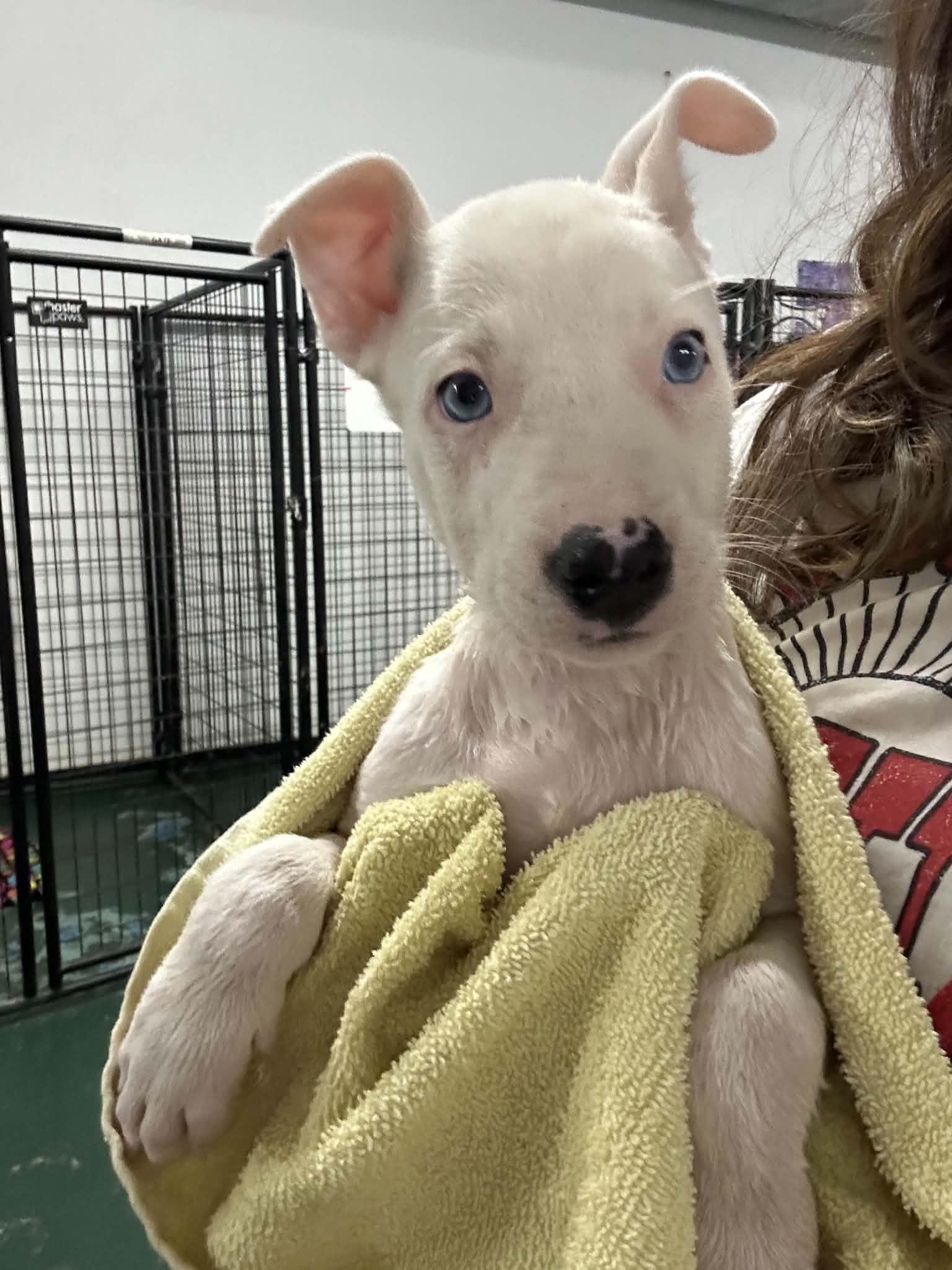 Tangy- Foster NEEDED, Adoptable, Puppy Female German Shepherd Dog & Siberian Husky.