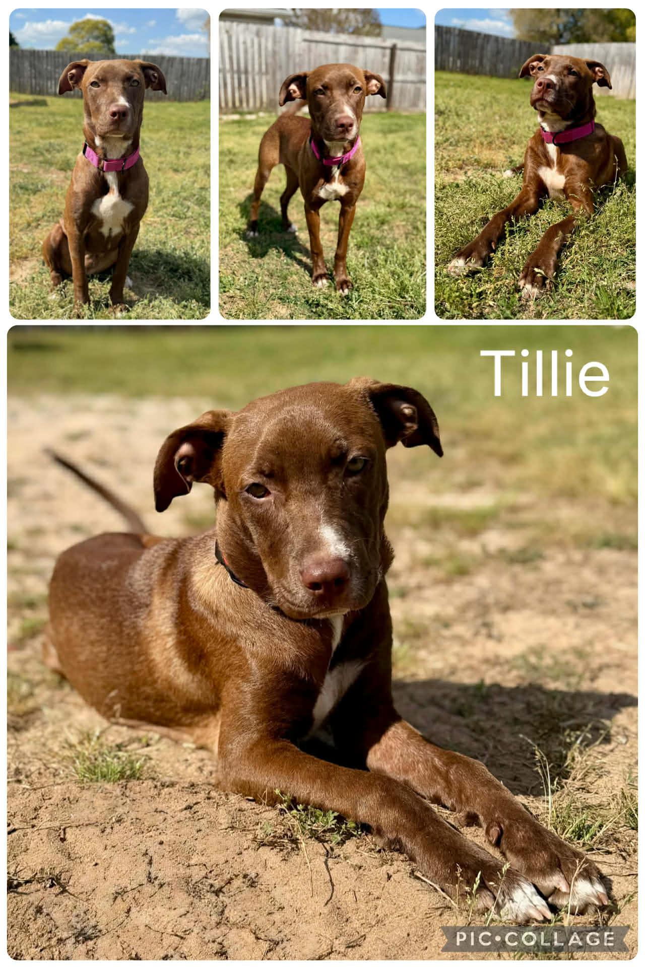 Tillie, a ADOPTABLE mixed breed in Enterprise, AL image 3/3
