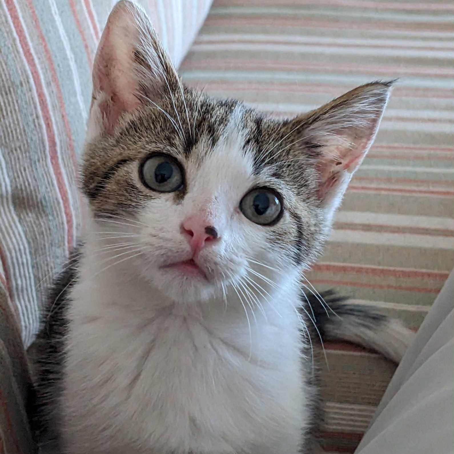 Layla - in foster home