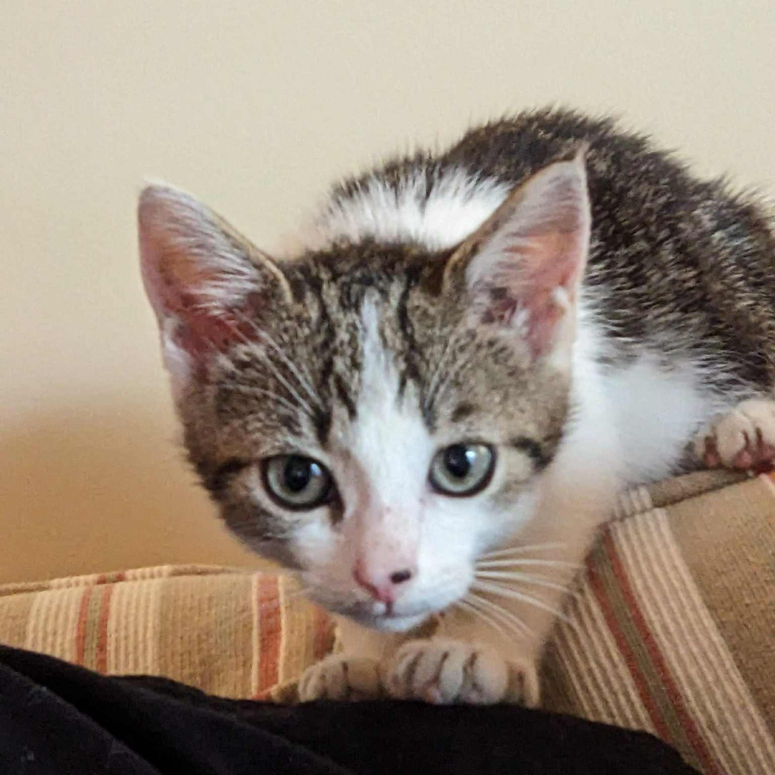 Layla - in foster home