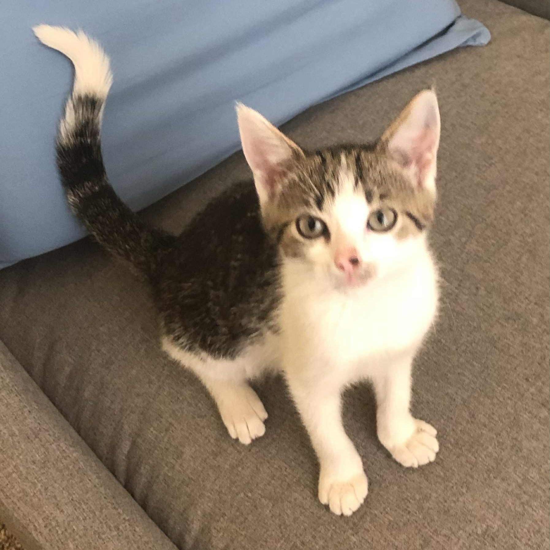 Layla - in foster home