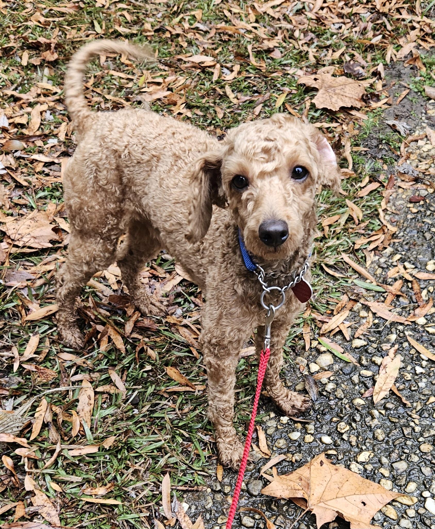 Enlarge Miles, an adoptable Miniature Poodle in Raleigh, NC image 3/3
