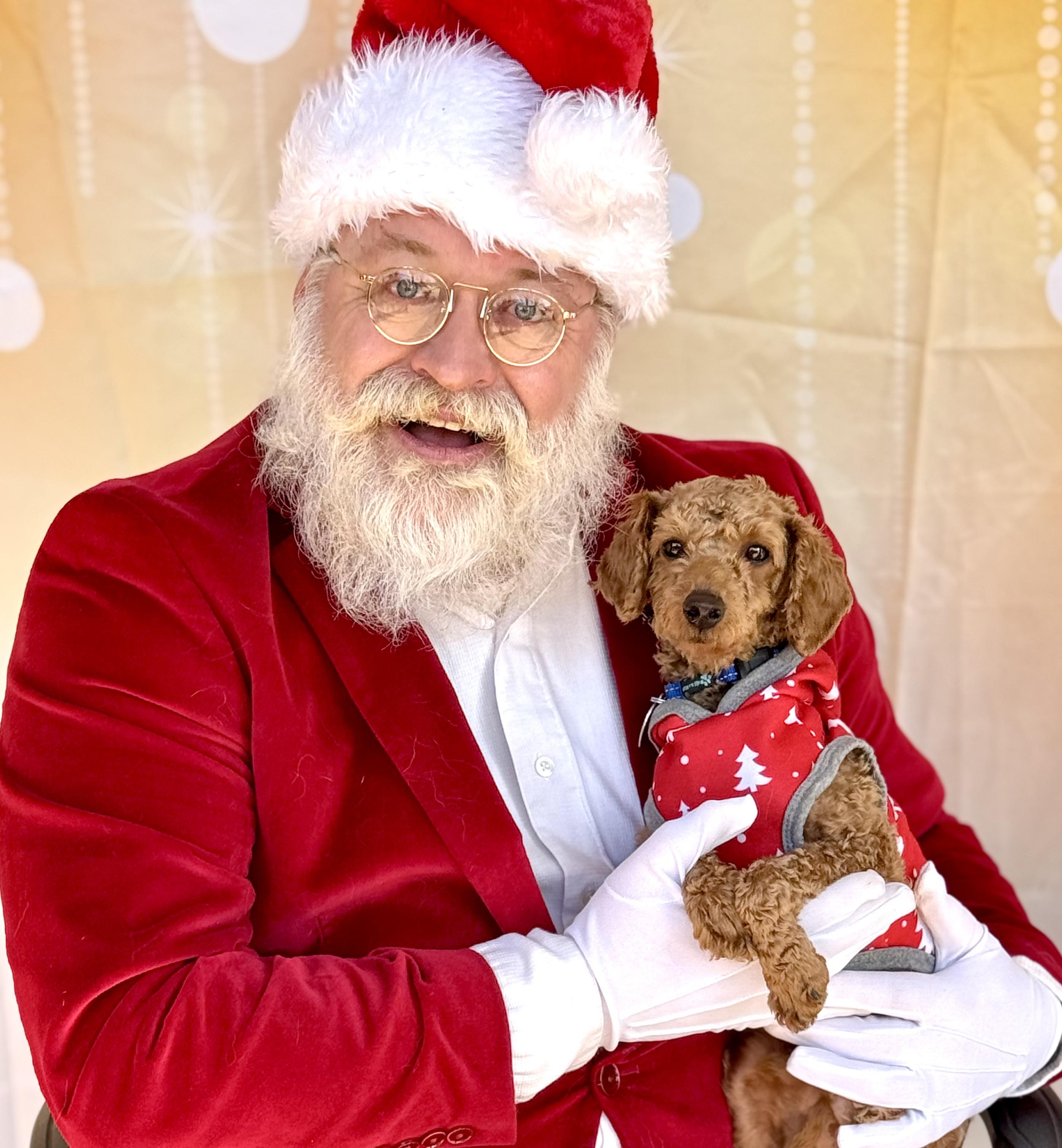 Enlarge Miles, an adoptable Miniature Poodle in Raleigh, NC image 1/3