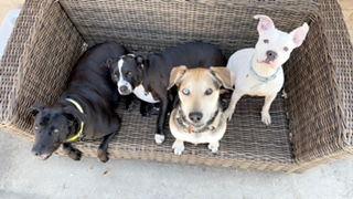 Enlarge Amigo #canine-marshmallow, a Adopted mixed breed in Houston, TX image 2/3