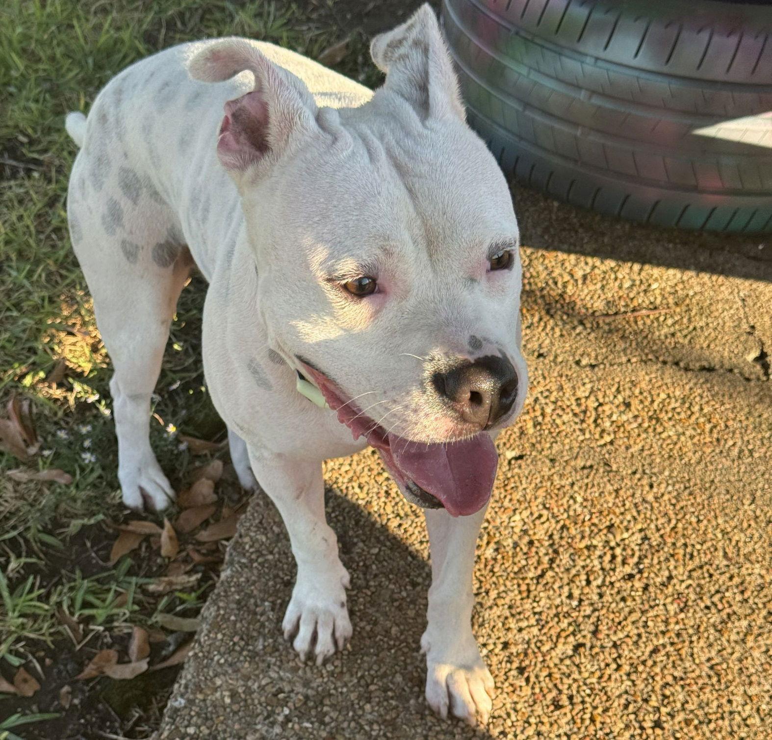 Enlarge Amigo #canine-marshmallow, a Adopted mixed breed in Houston, TX image 3/3