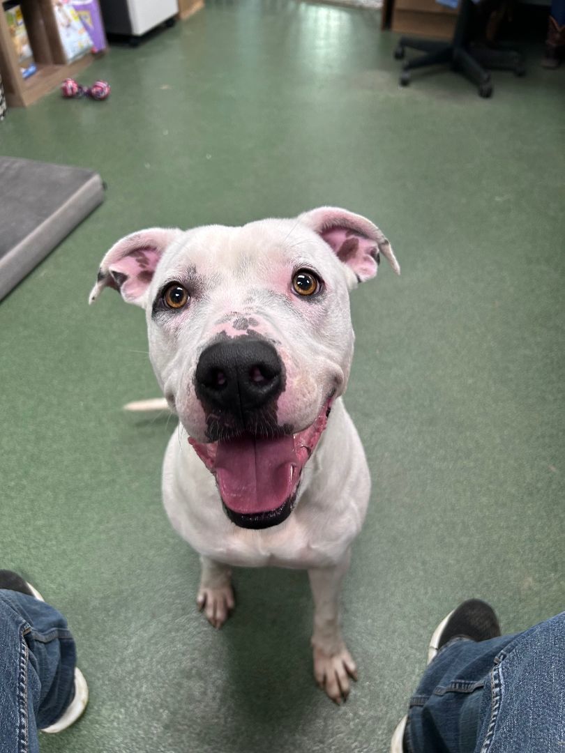 Enlarge Max, a Adoptable Pit Bull Terrier in Seneca, PA image 1/6