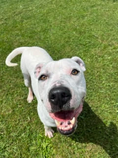 Max, Adoptable, Adult Male Pit Bull Terrier.