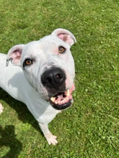 Enlarge Max, a Adoptable Pit Bull Terrier in Seneca, PA image 4/6