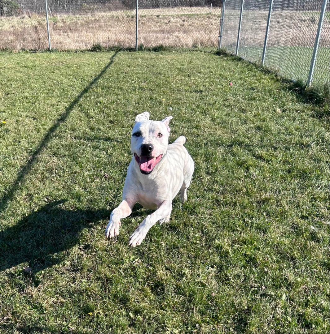 Enlarge Max, a Adoptable Pit Bull Terrier in Seneca, PA image 5/6