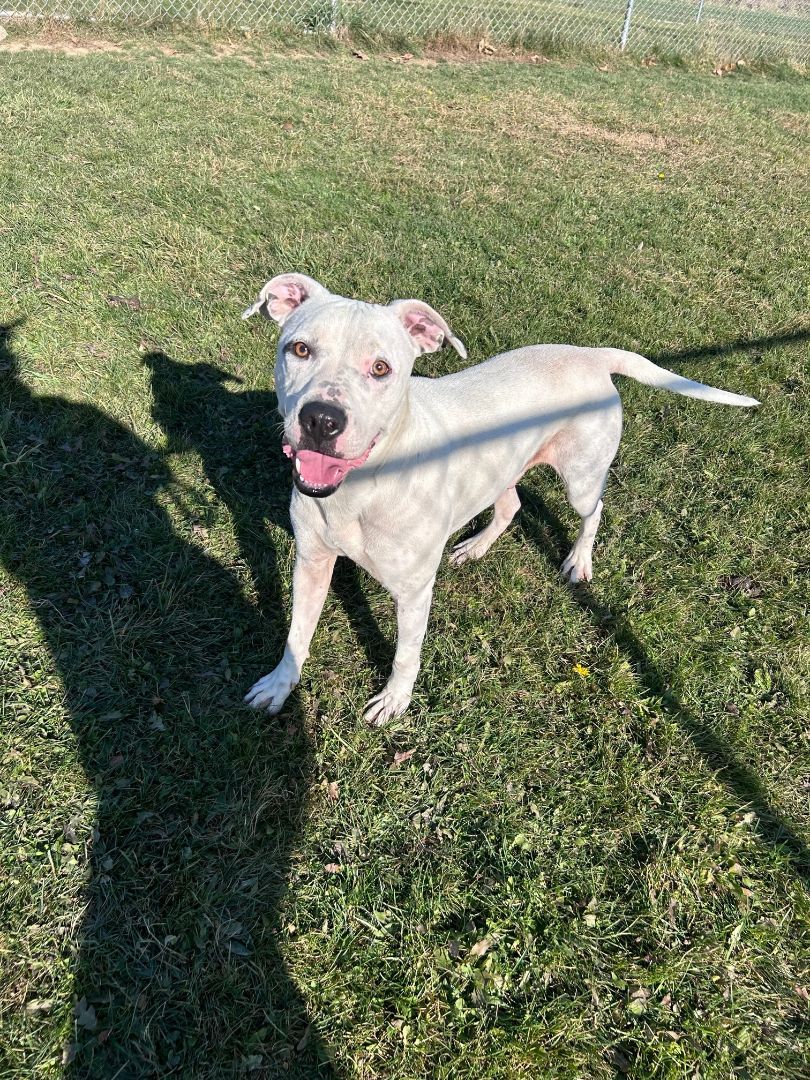 Enlarge Max, a Adoptable Pit Bull Terrier in Seneca, PA image 6/6