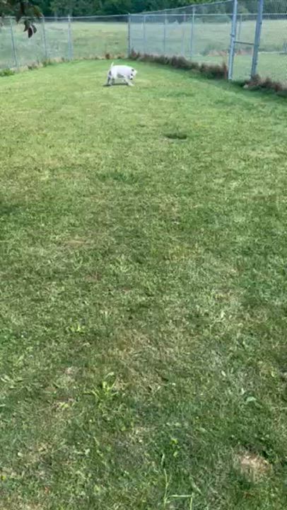 Enlarge Max, a Adoptable Pit Bull Terrier in Seneca, PA video 3/6