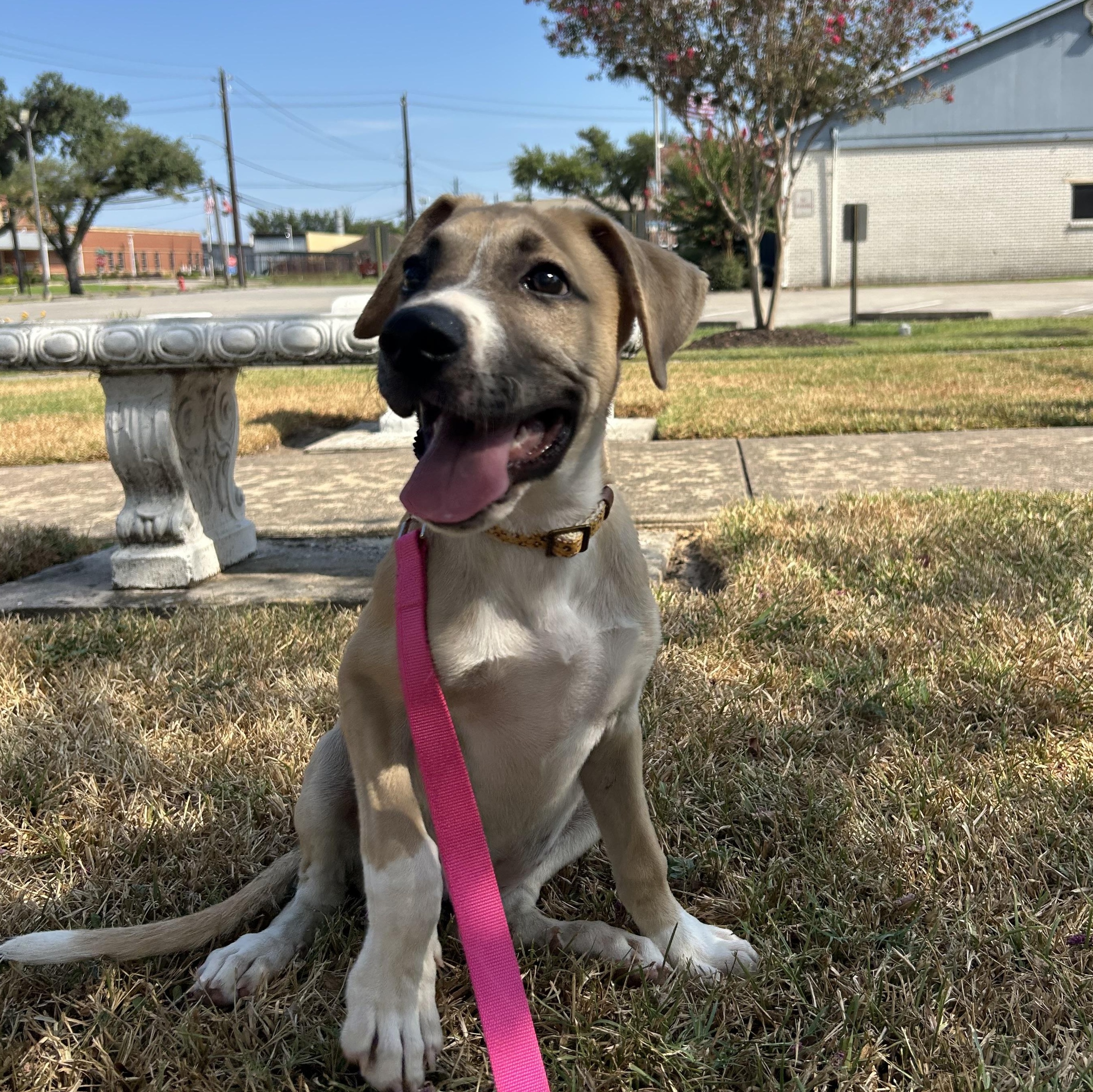 Enlarge Rowan, a Adoptable mixed breed in Missoula, MT image 5/6