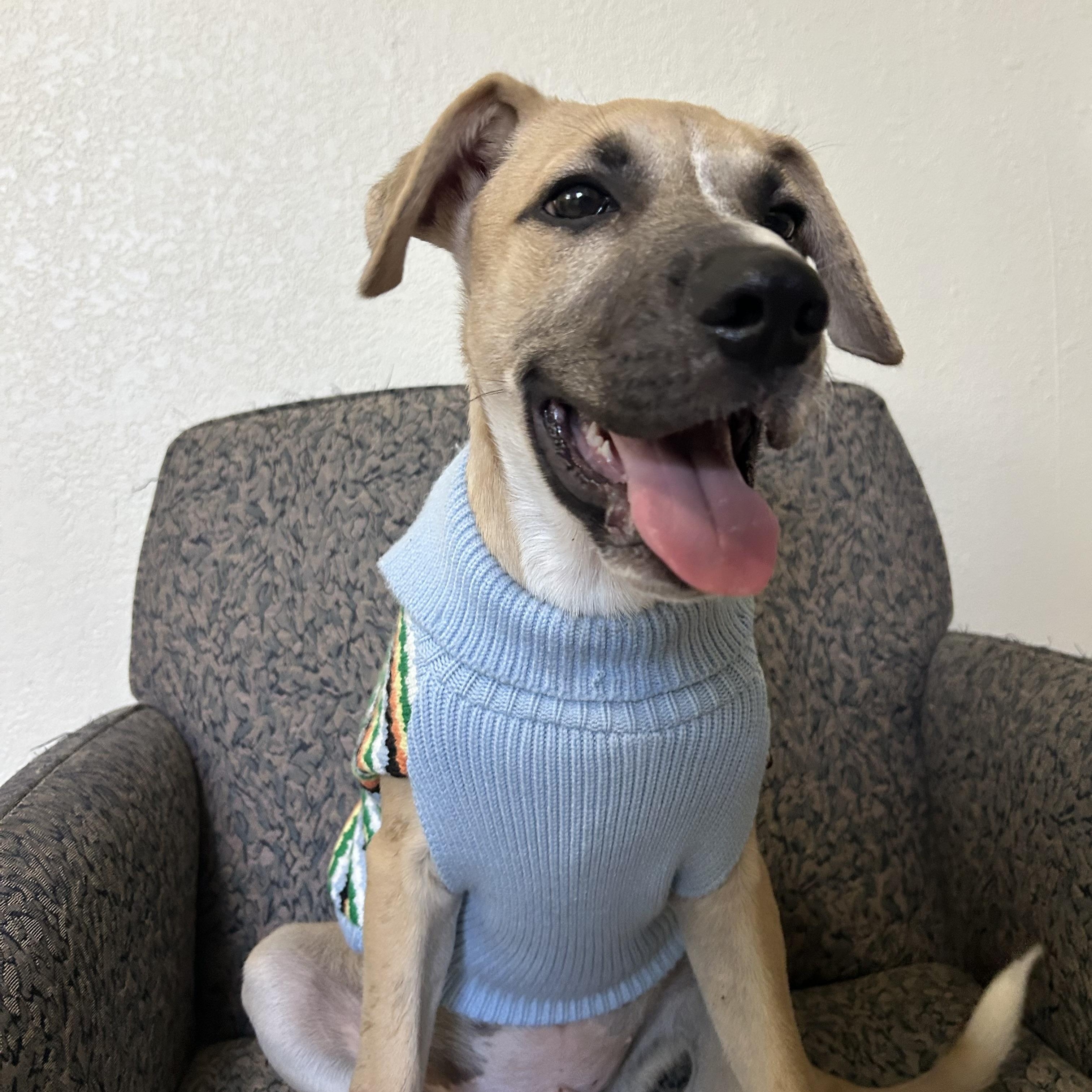 Enlarge Rowan, a Adoptable mixed breed in Missoula, MT image 1/6