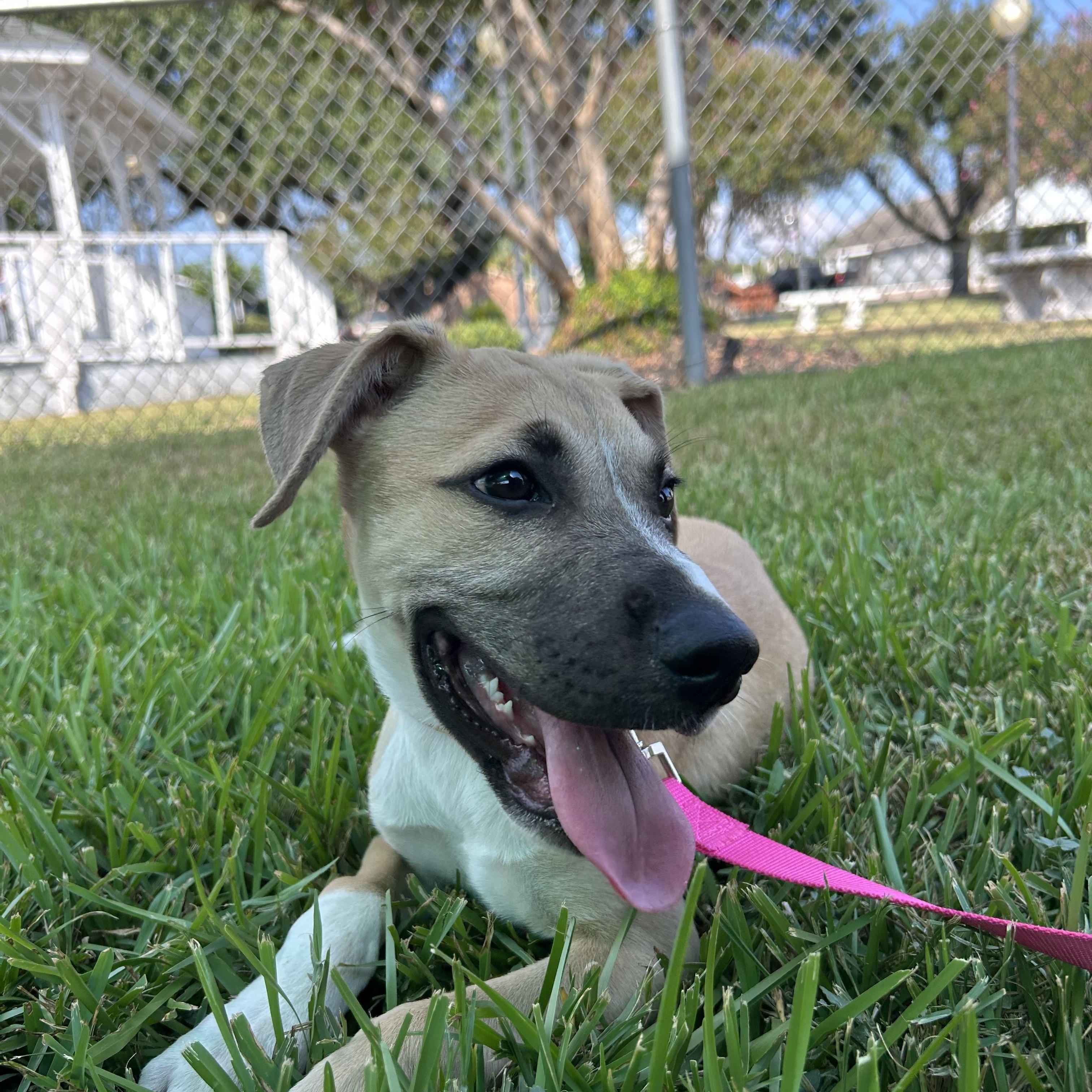 Enlarge Rowan, a Adoptable mixed breed in Missoula, MT image 6/6