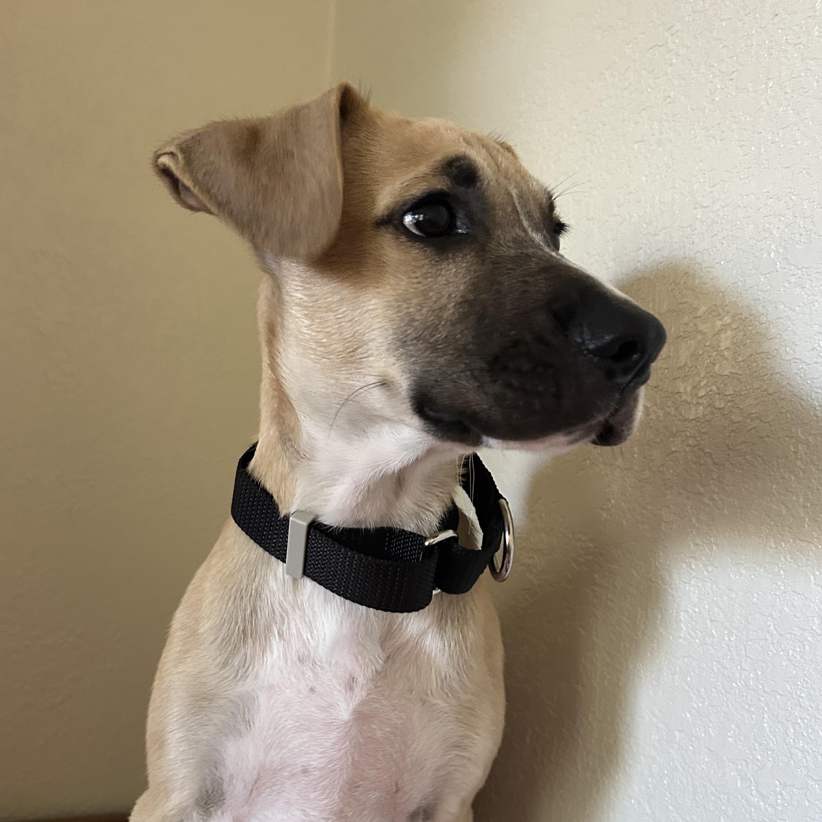 Enlarge Rowan, a Adoptable mixed breed in Missoula, MT image 3/6