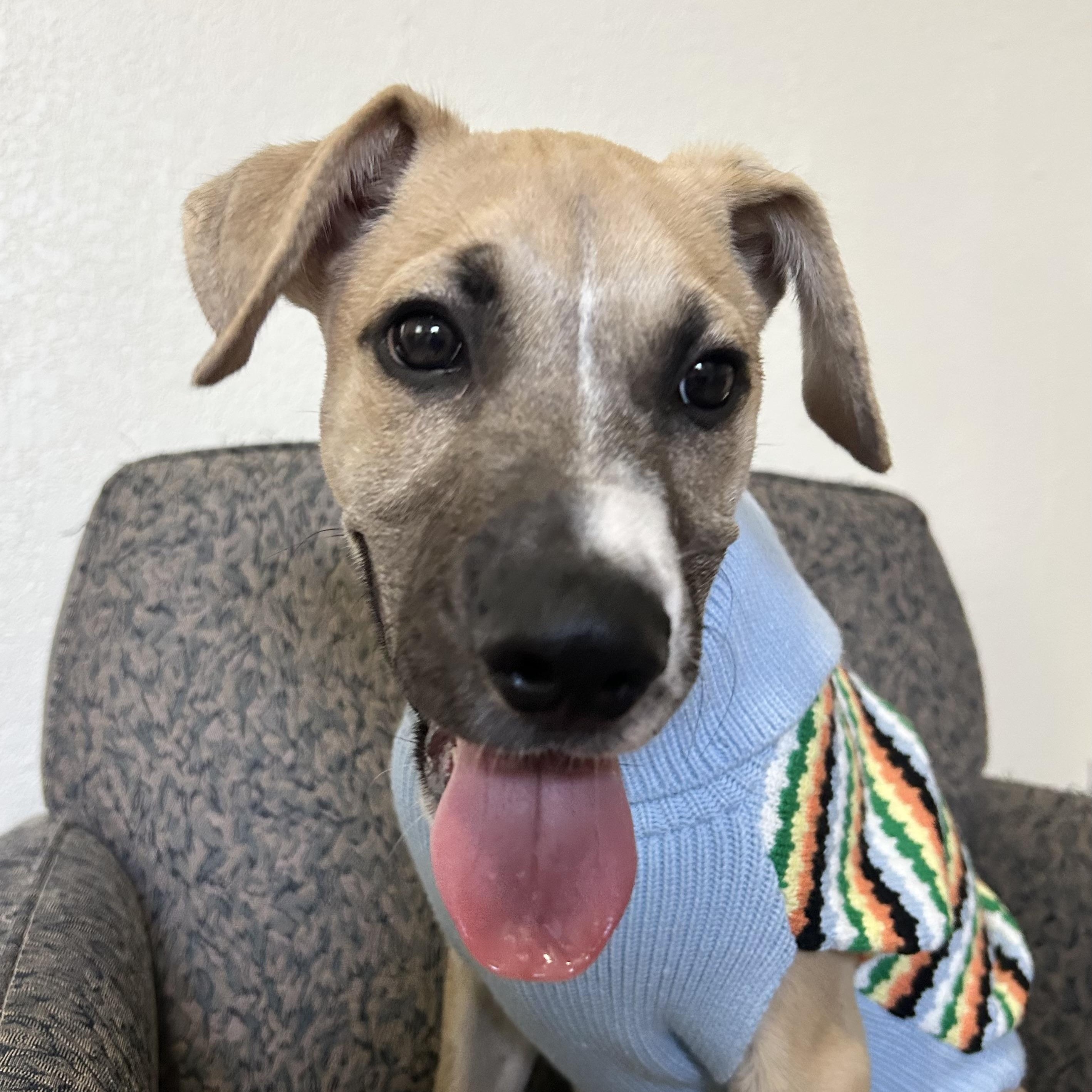 Enlarge Rowan, a Adoptable mixed breed in Missoula, MT image 2/6
