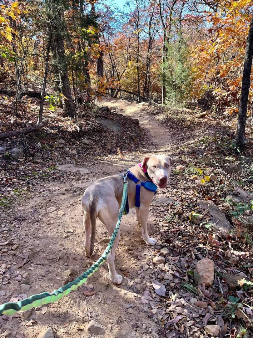 Enlarge DANDELION, a Adoptable mixed breed in TULSA, OK image 2/6