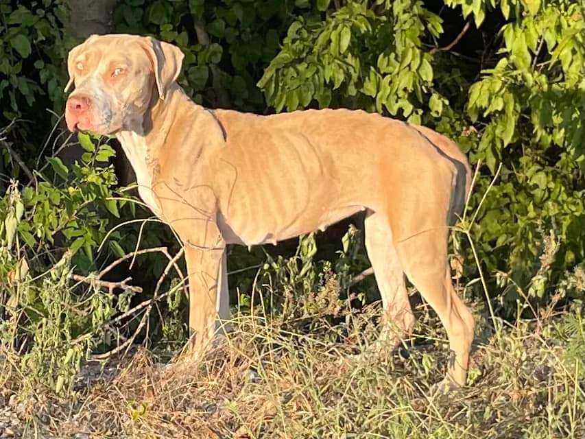 Enlarge DANDELION, a Adoptable mixed breed in TULSA, OK image 5/6