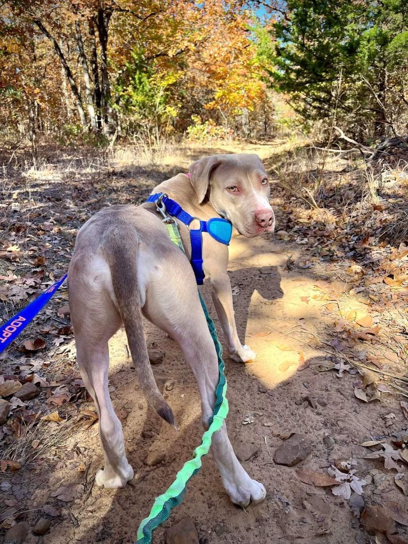 Enlarge DANDELION, a Adoptable mixed breed in TULSA, OK image 1/6