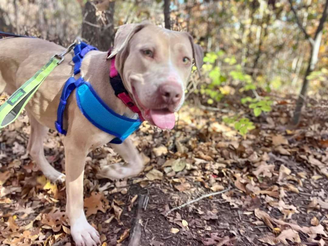 Enlarge DANDELION, a Adoptable mixed breed in TULSA, OK image 3/6