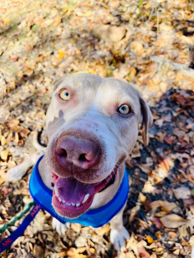 Enlarge DANDELION, a Adoptable mixed breed in TULSA, OK image 6/6