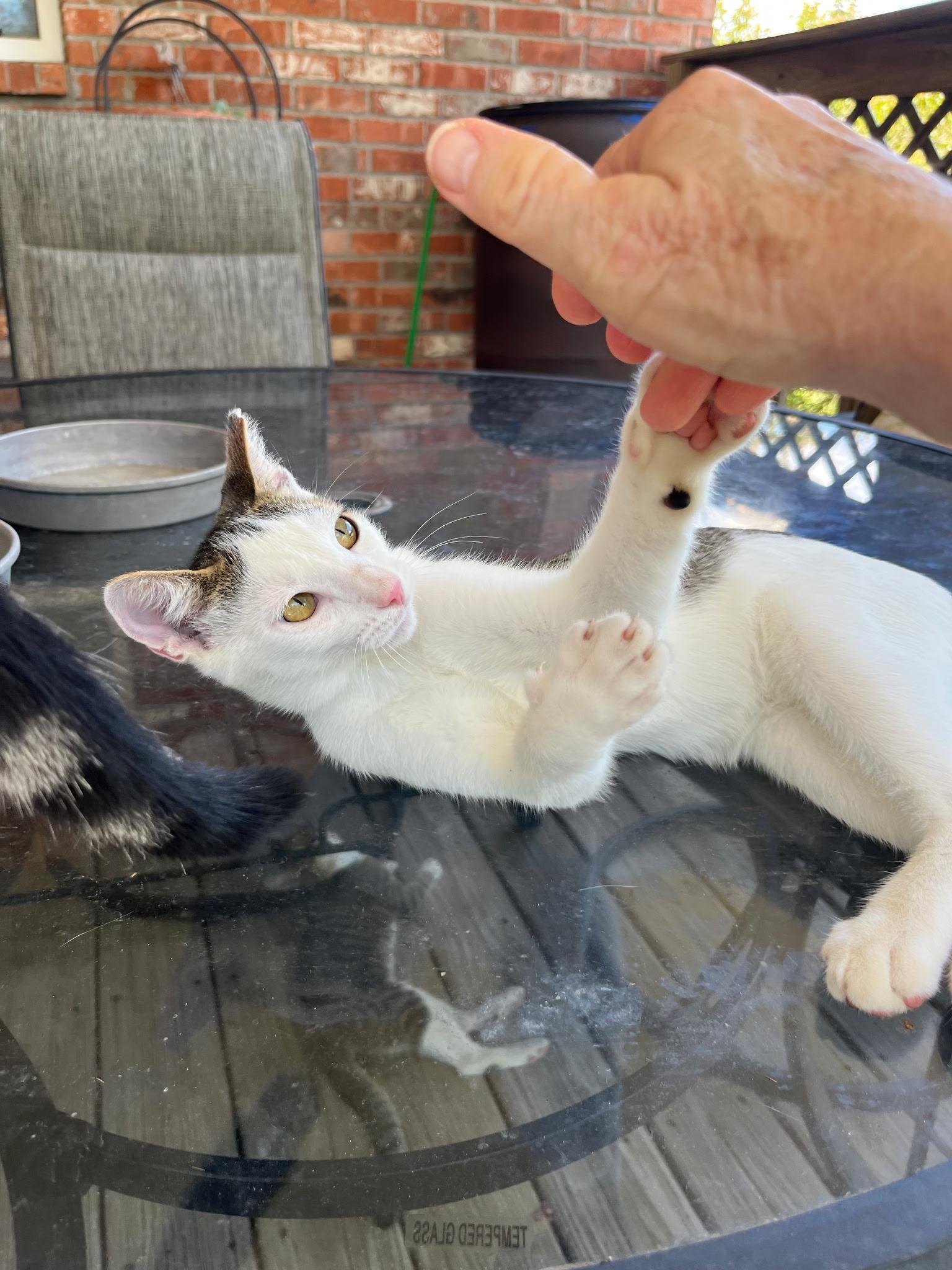 Enlarge Mac, a Adoptable Domestic Short Hair in Burleson, TX image 2/2