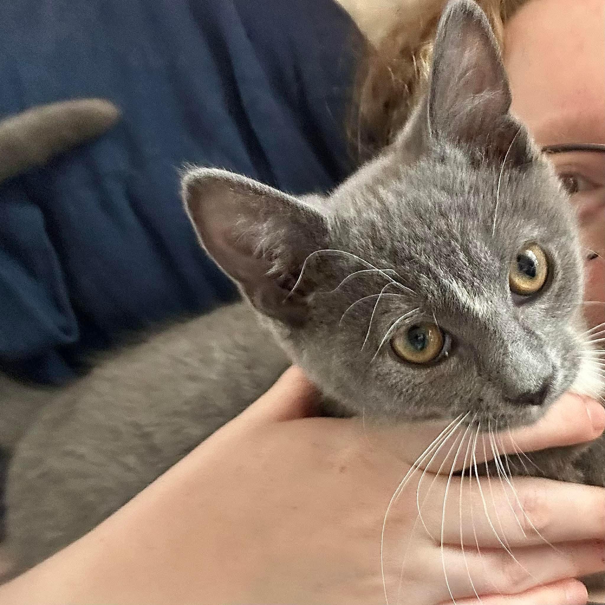 Enlarge Pattiepoo, an adopted Domestic Short Hair in Stoughton, WI image 2/2